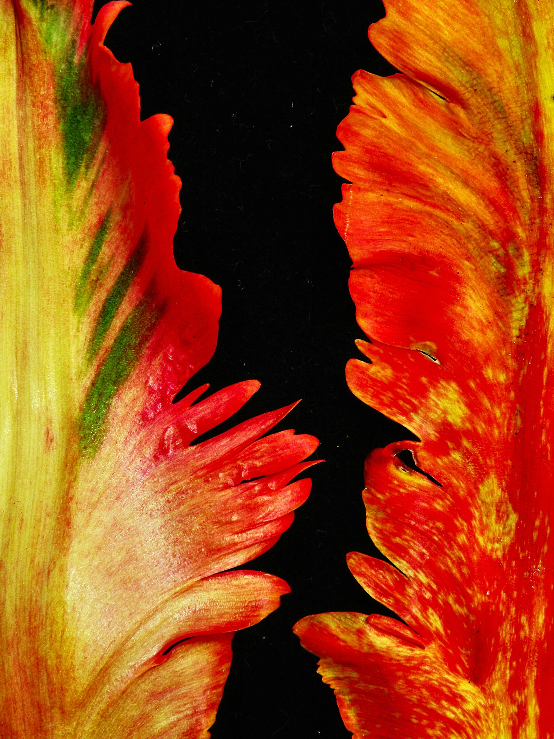Tulipano