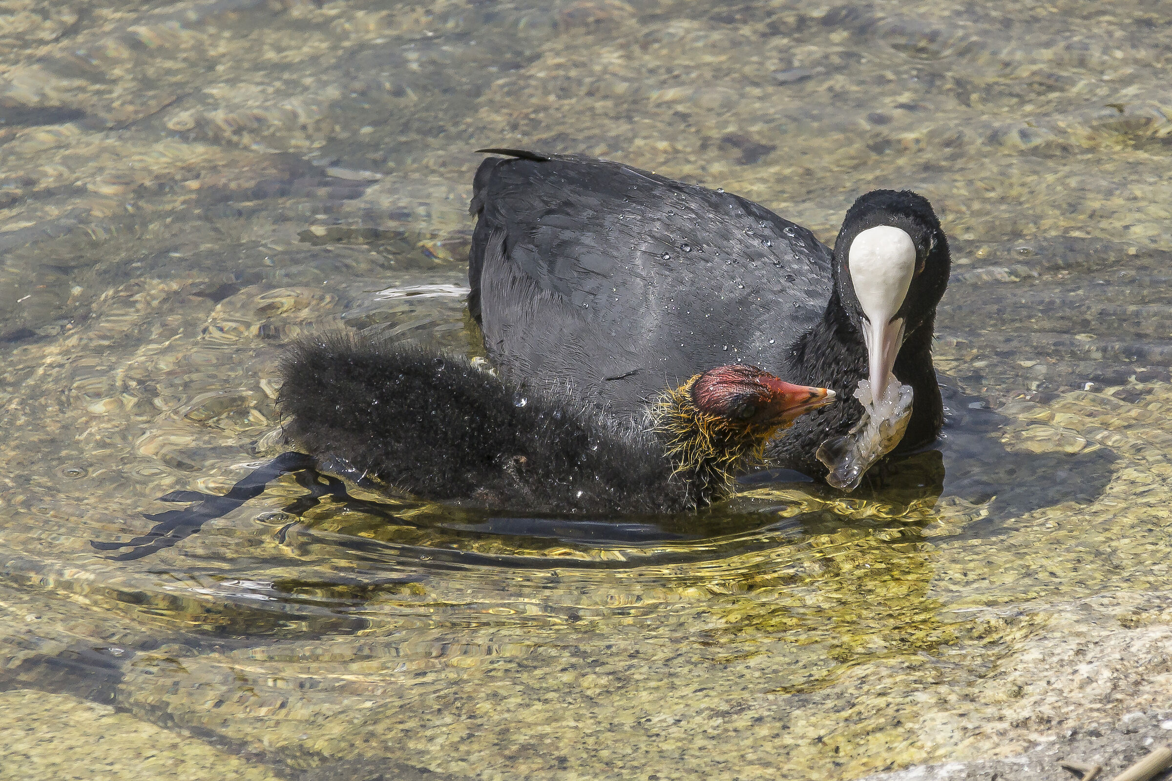 Folaga feeding a chick with shrimp - 6