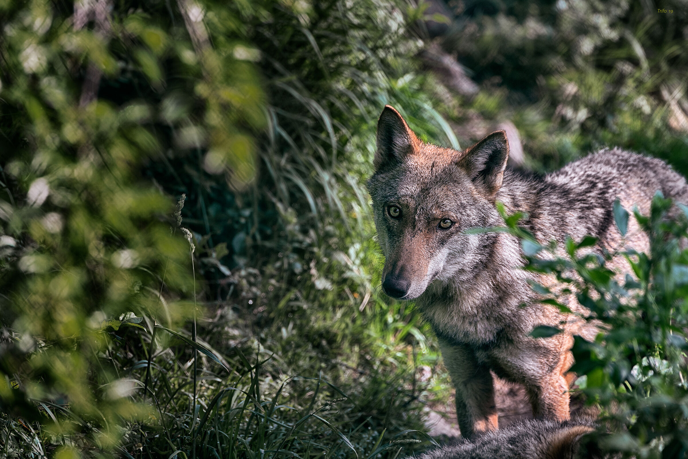Lupo grigio appenninico
