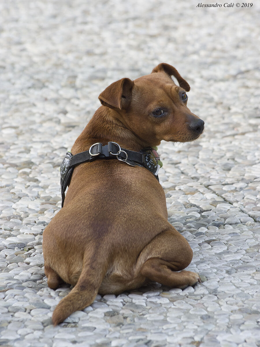 La cagnolina del bar 1396