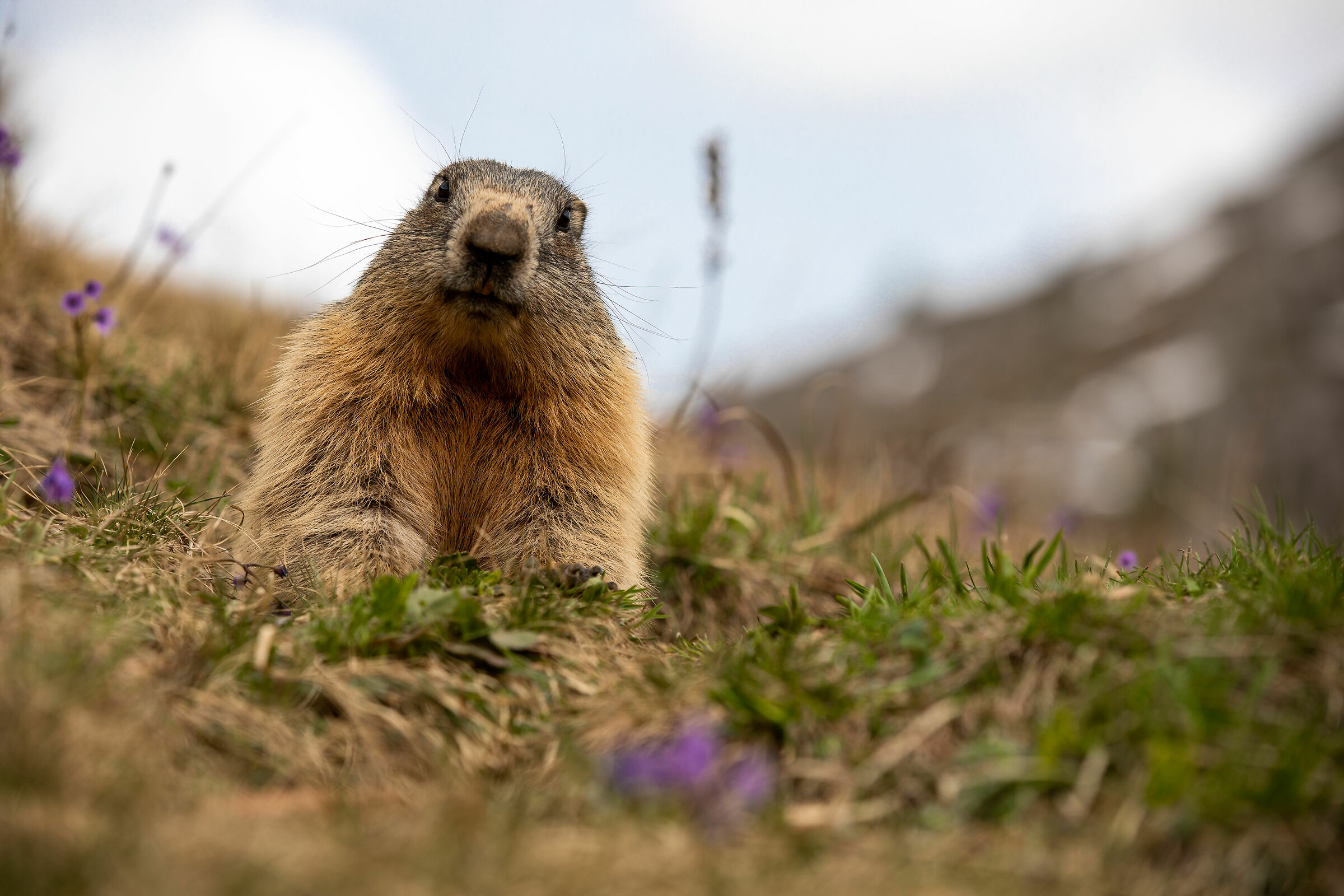 La marmotta al Passo di Valparola