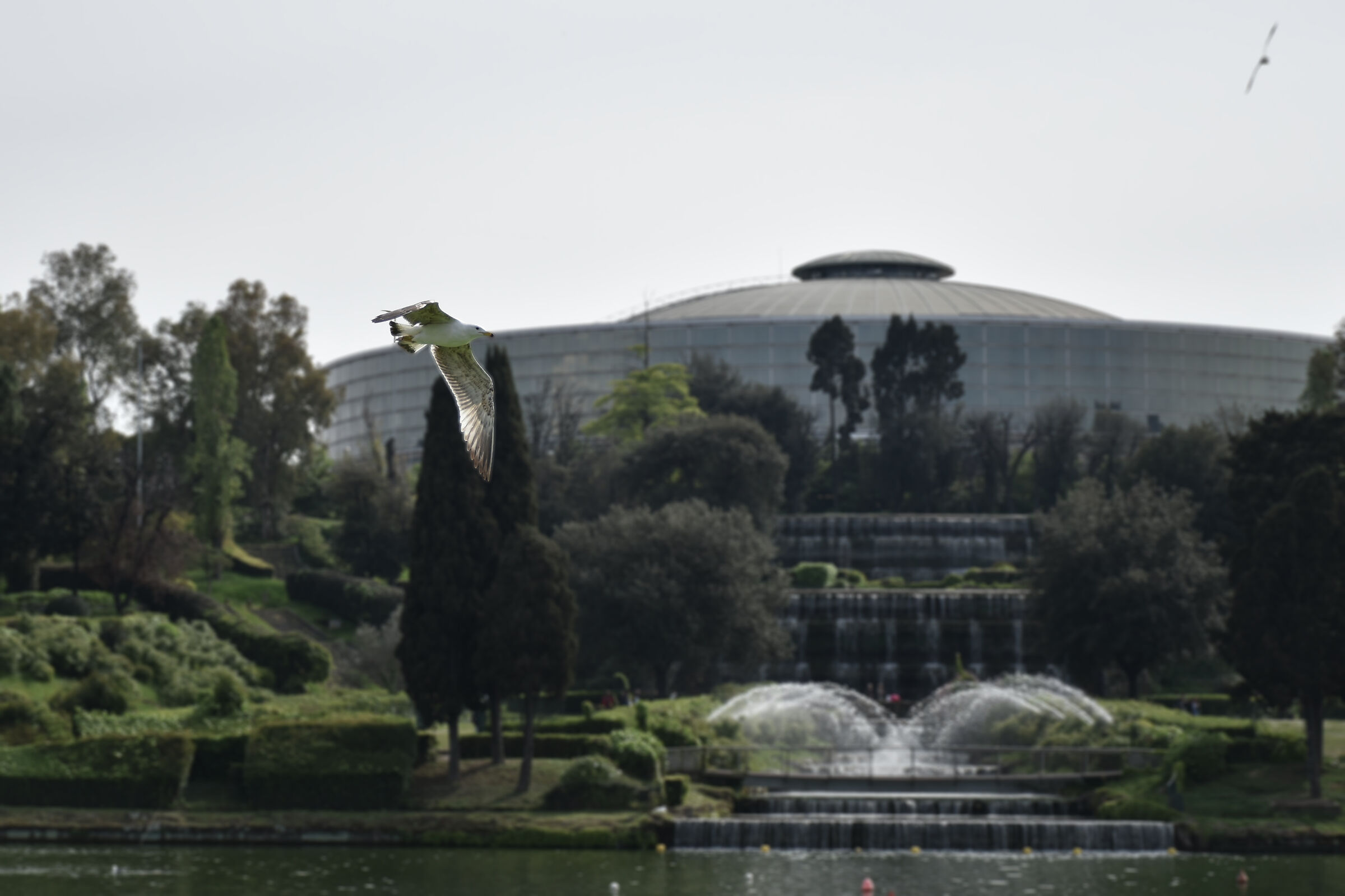 che bello sarebbe saper volare