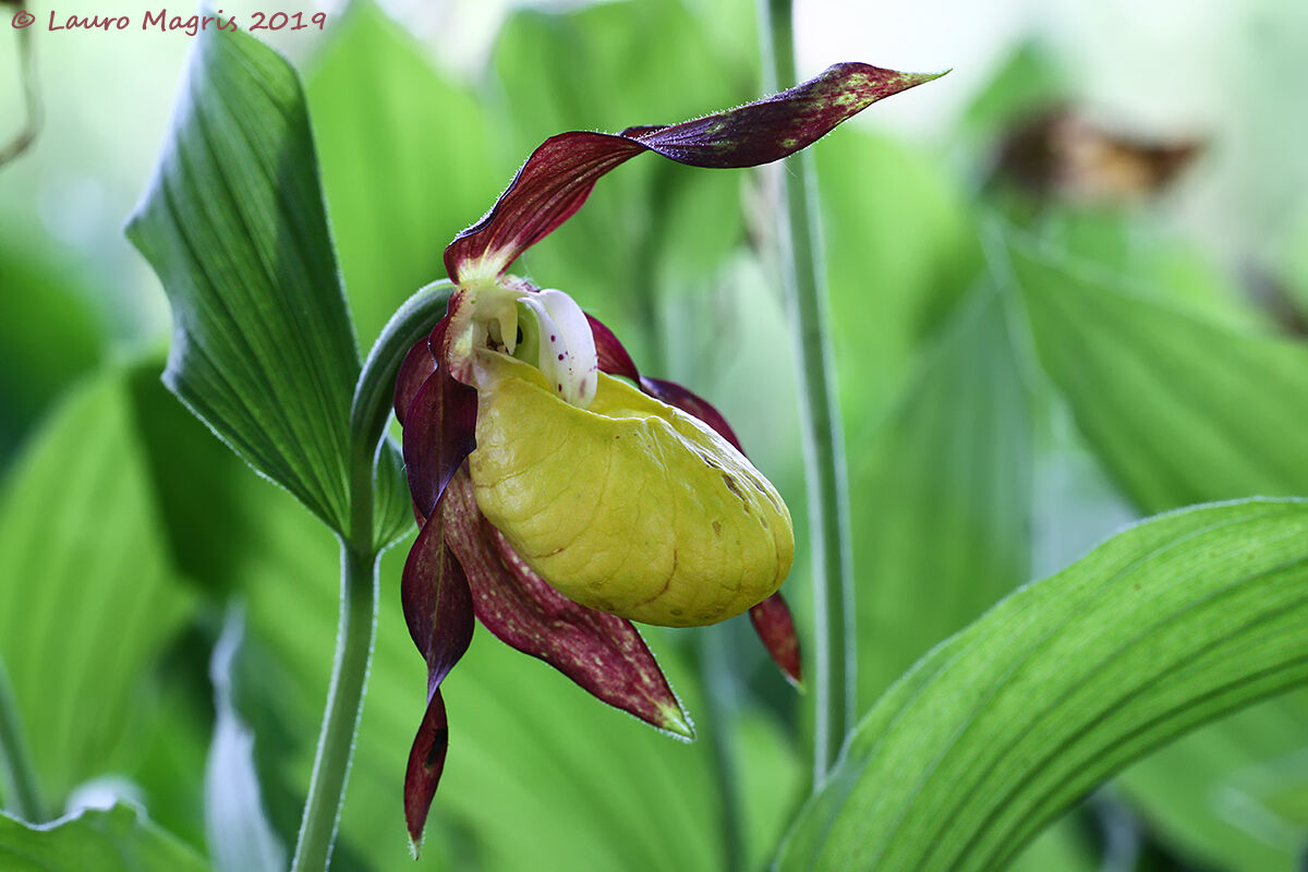 Pianella della Madonna