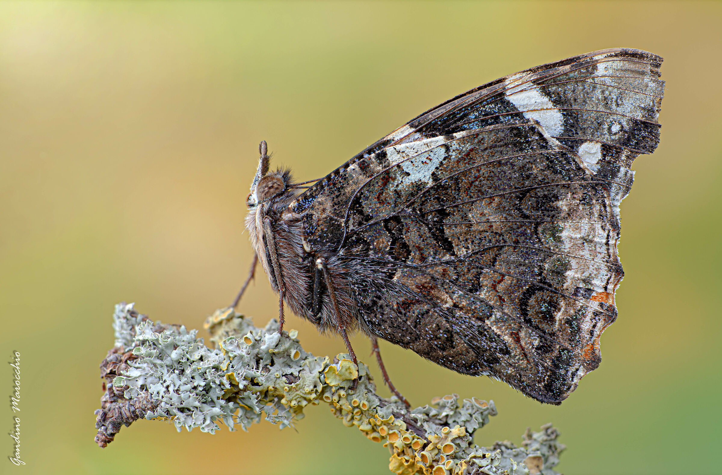 Vanessa Atalanta