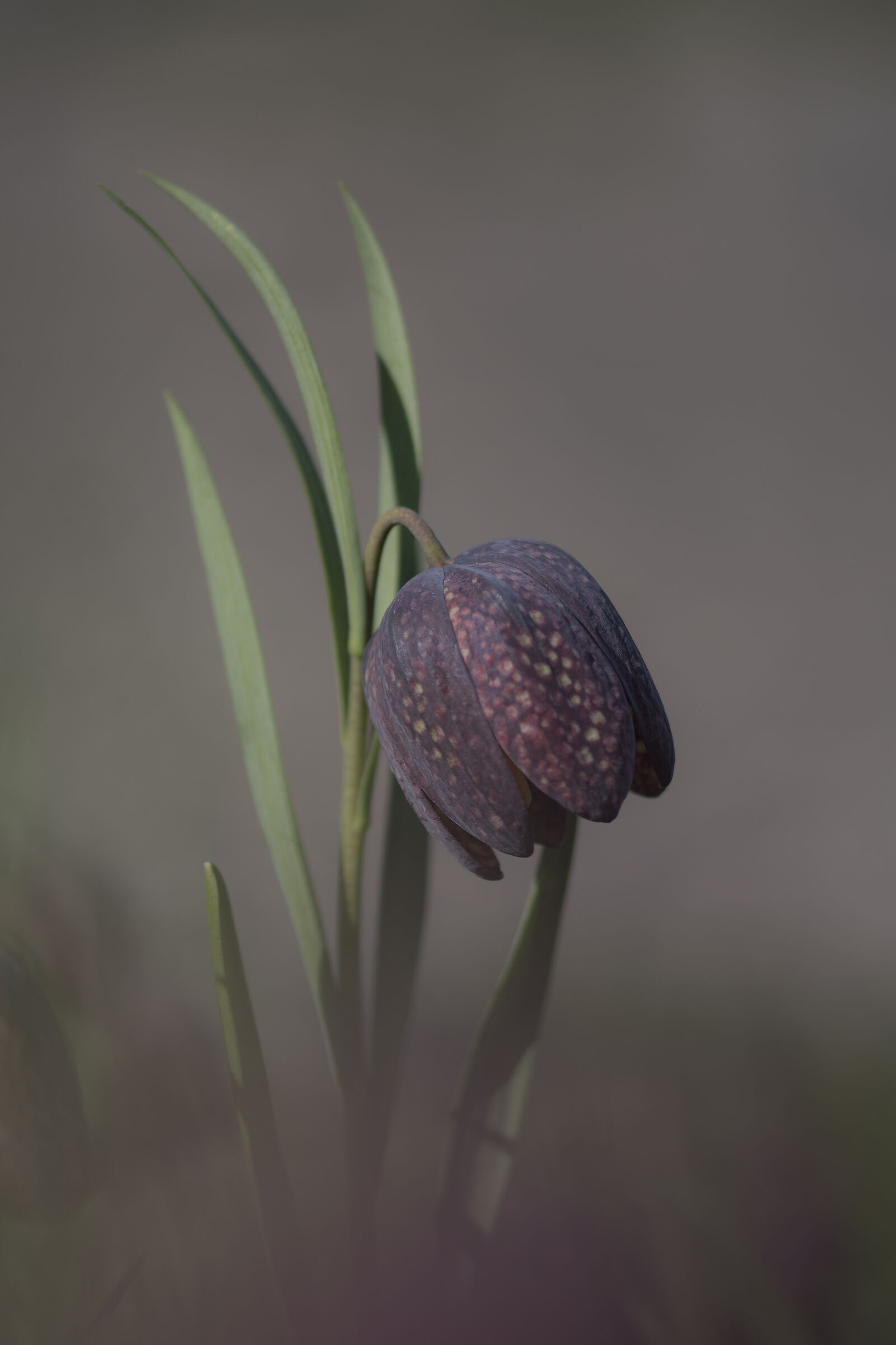 Fritillaria