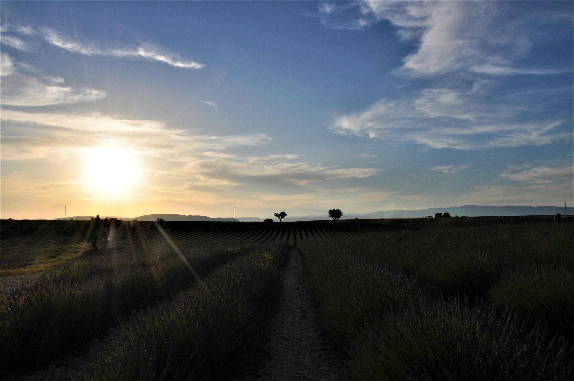plateau di Valensole al tramonto