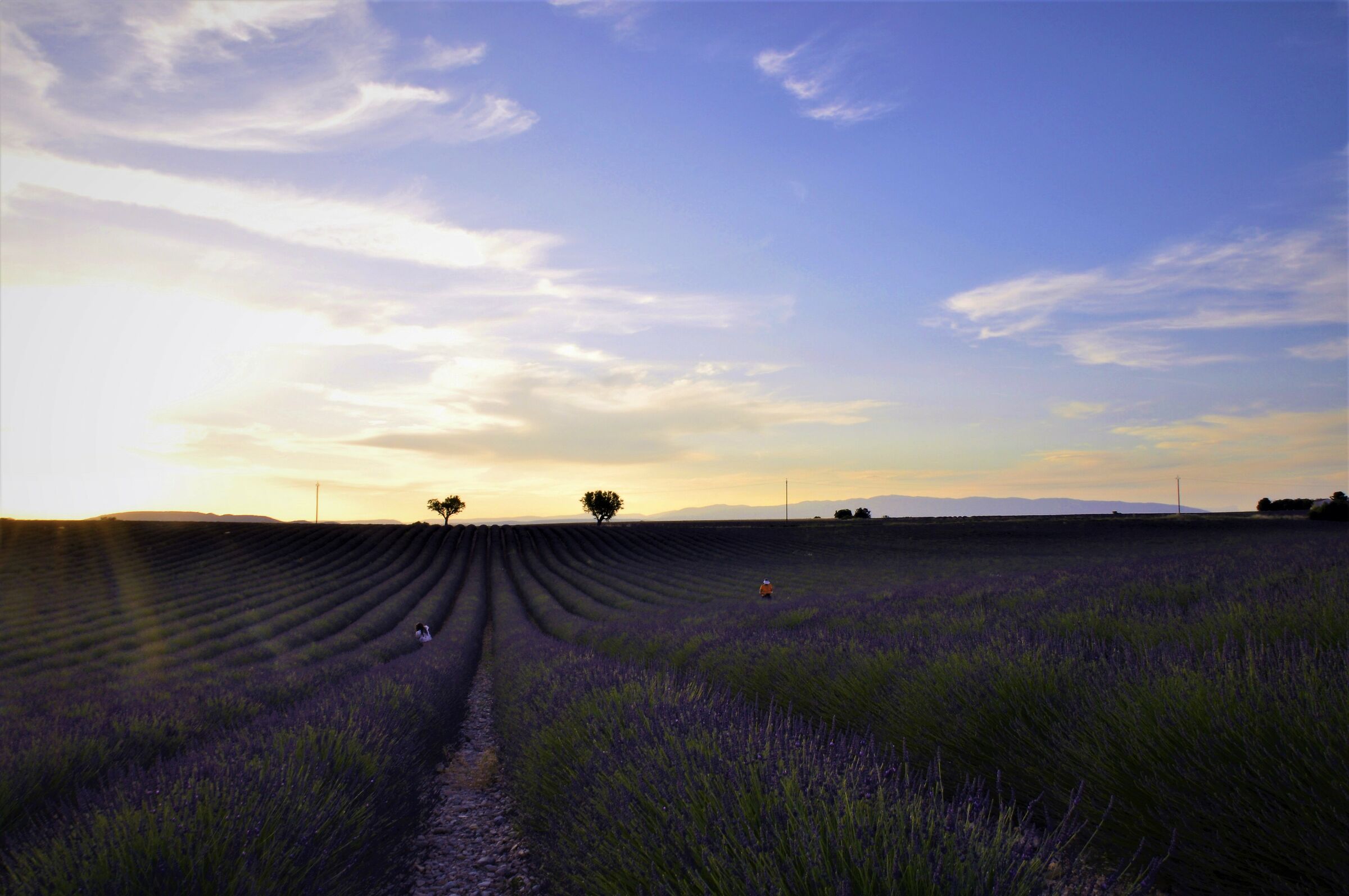 plateau di Valensole al tramonto