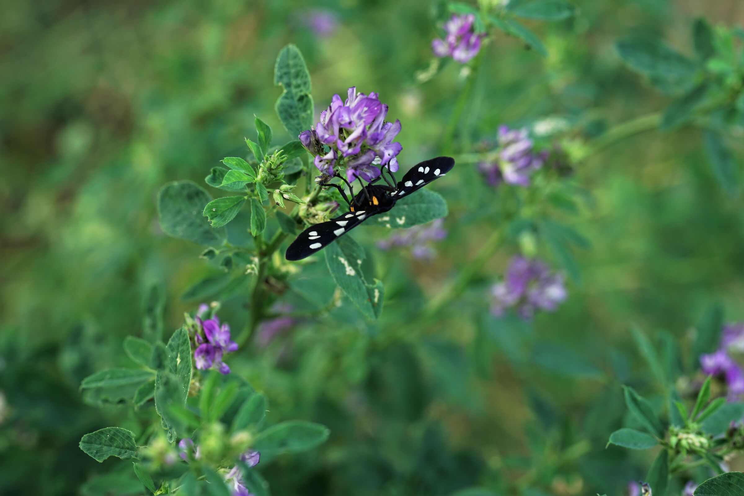 Butterflies "Priest"