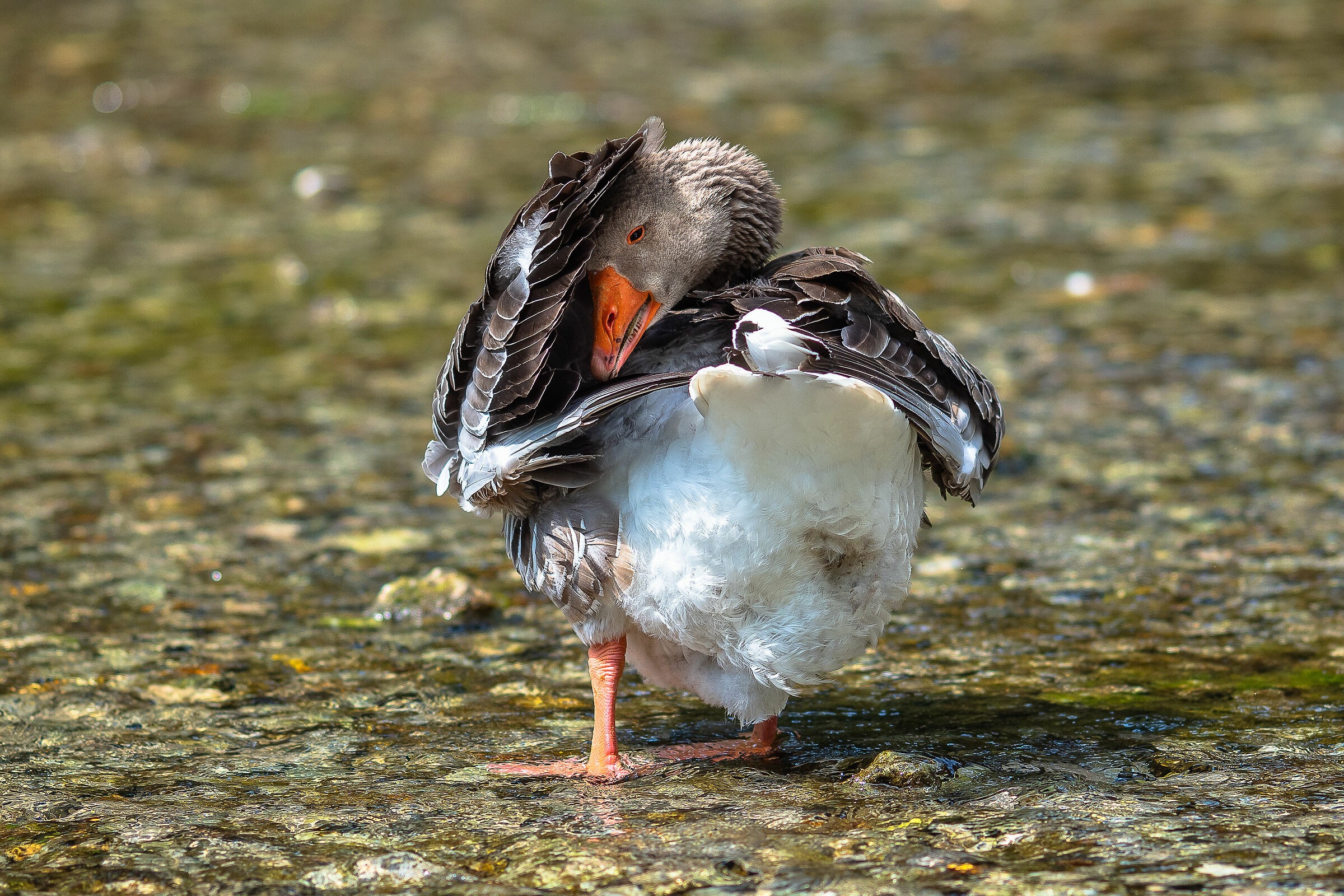 Mi vergogno un po'...