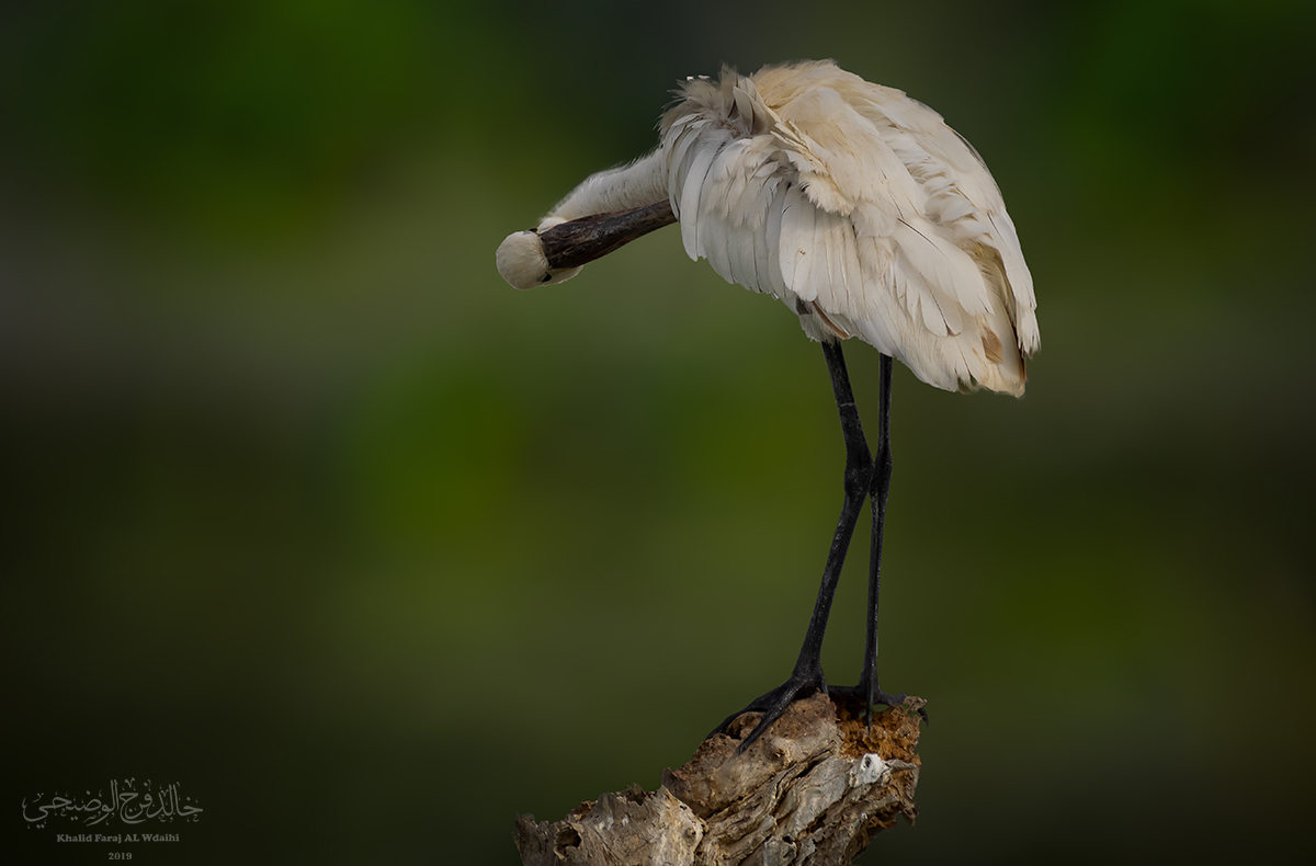 Spoonbills