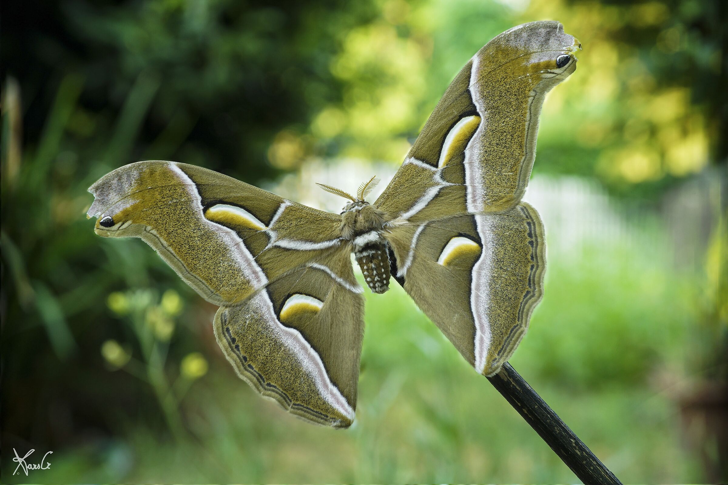 You're big big big...