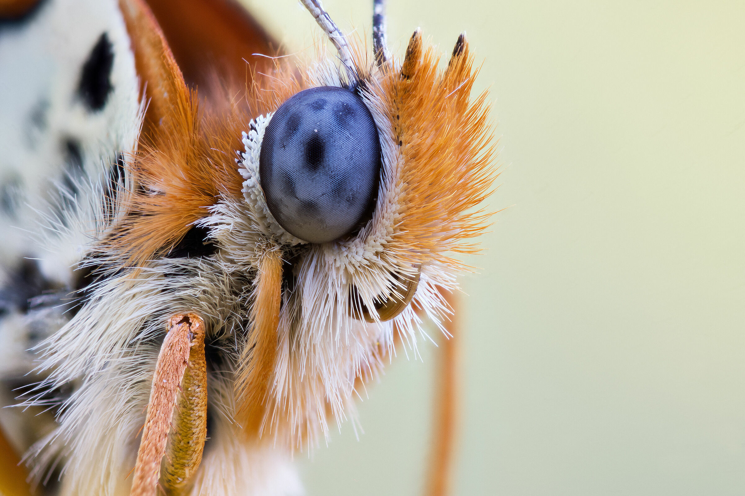 Melitaea didyma