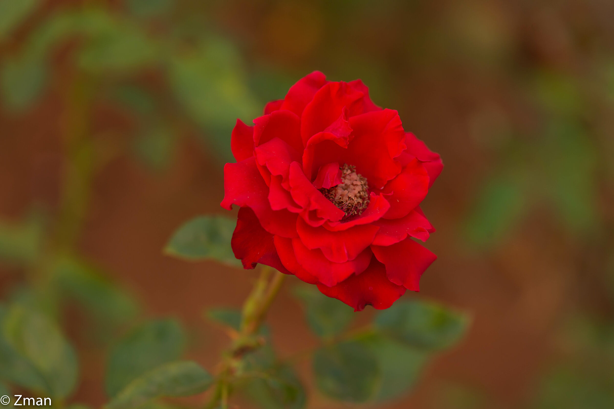 Rosa rossa
