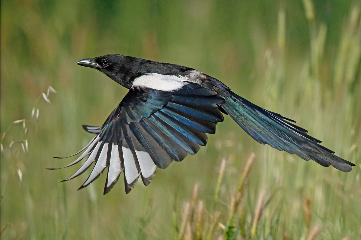 Magpie