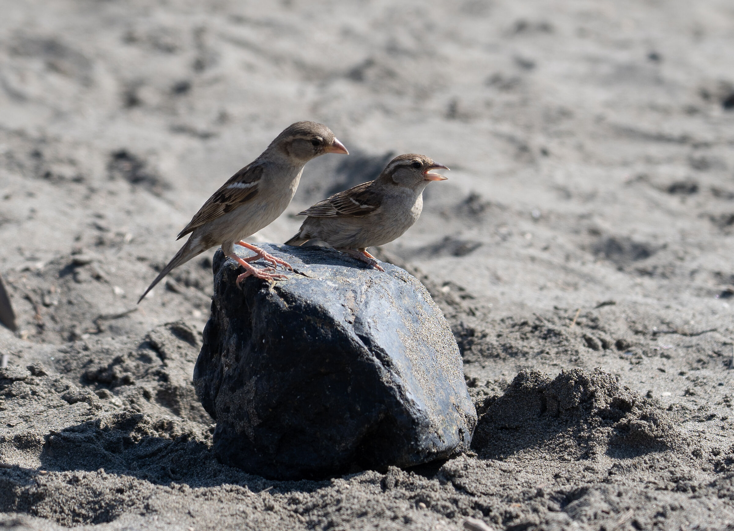 On the beaches of Chiavari