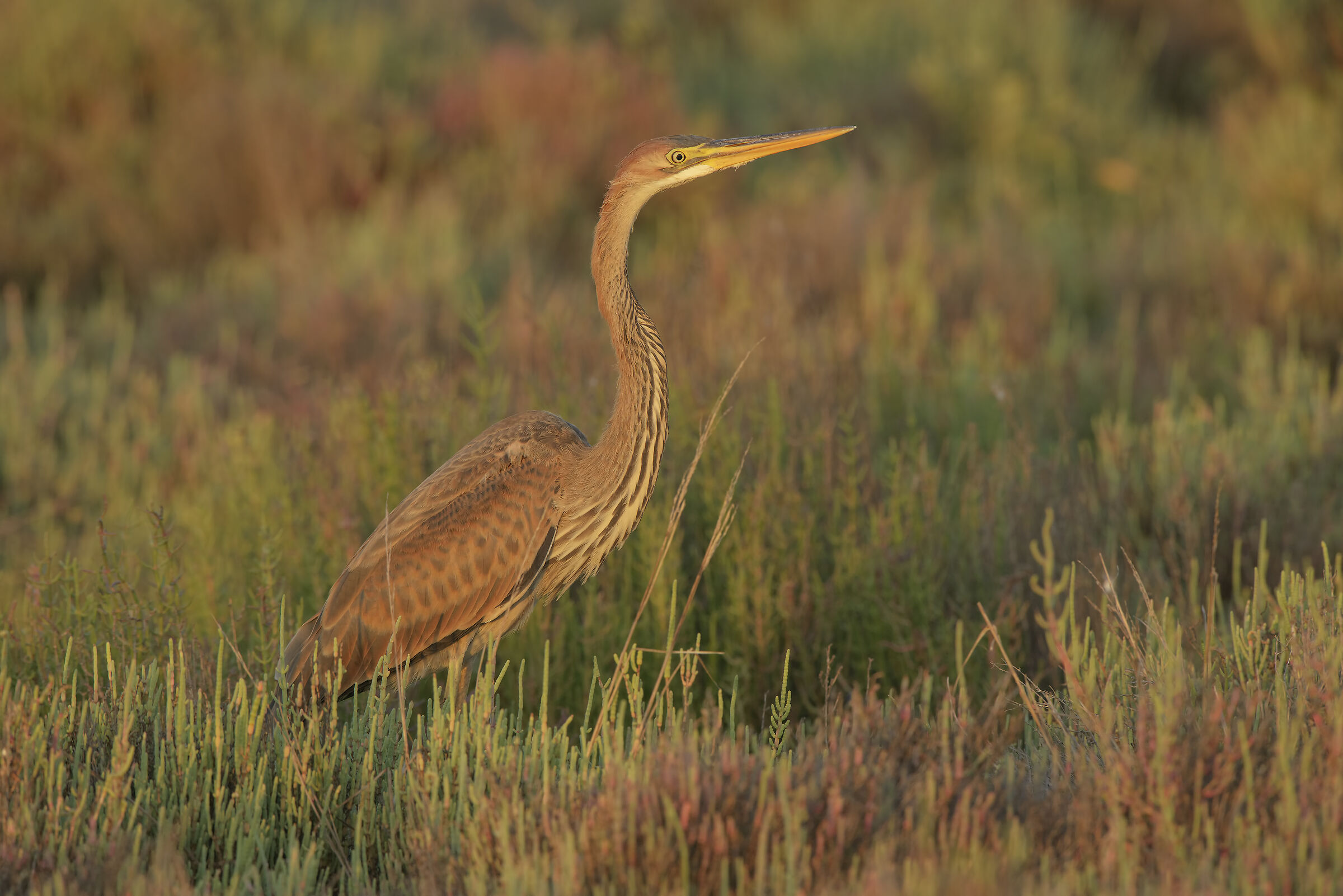 young 'red' at sunset
