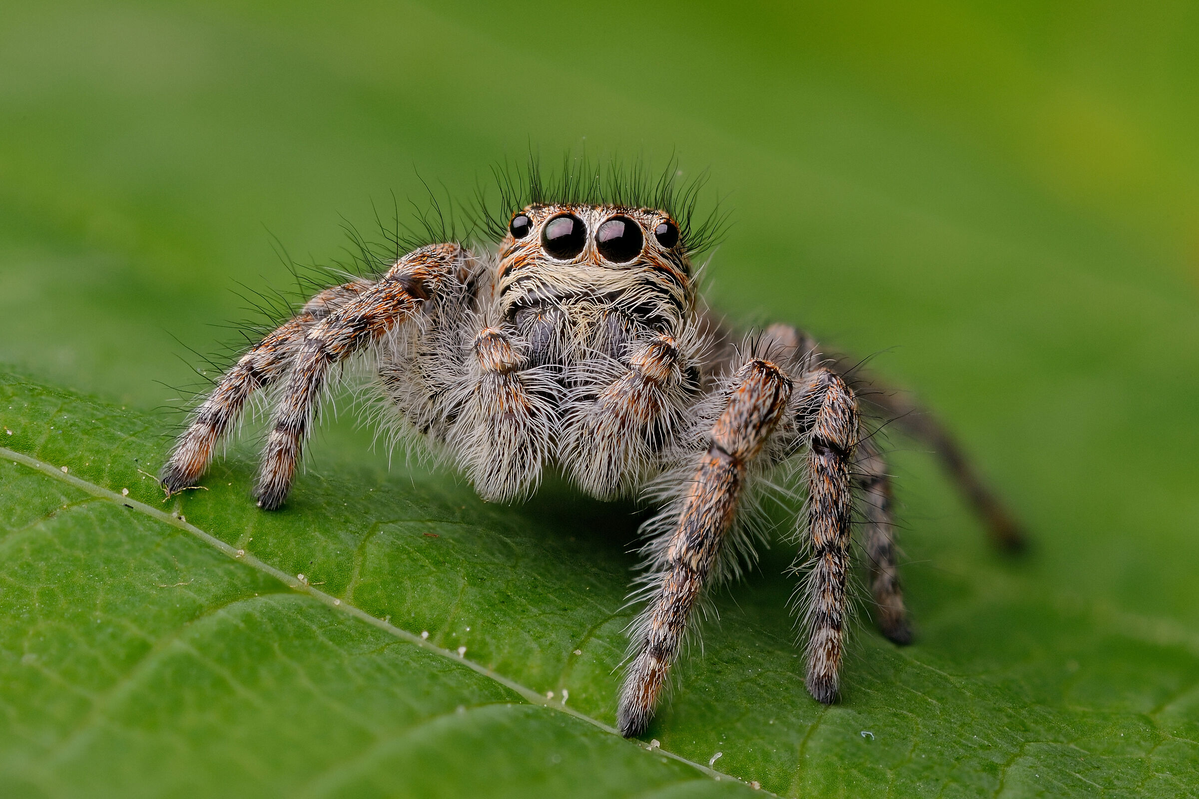 Jumping Spider