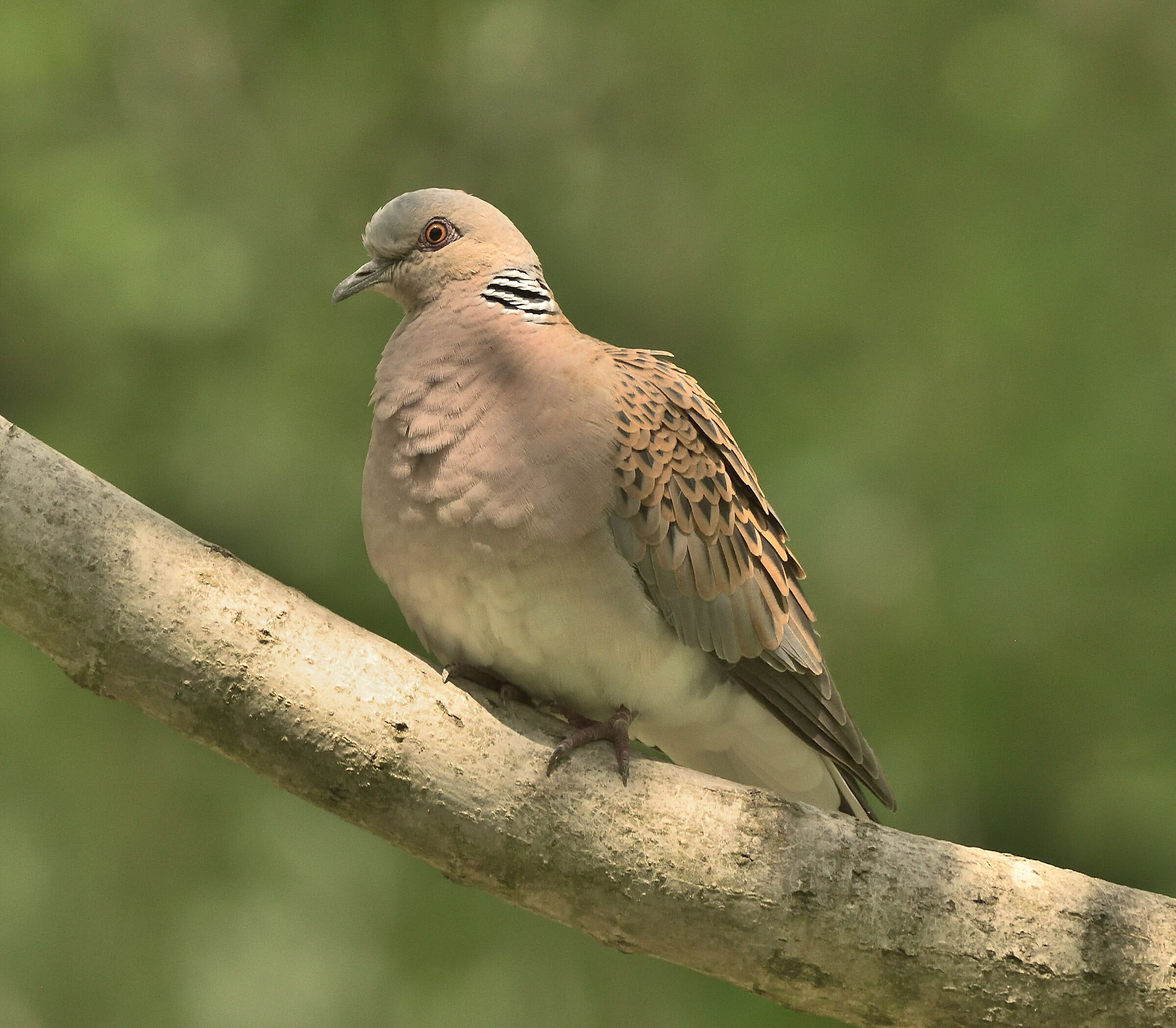 wild dove