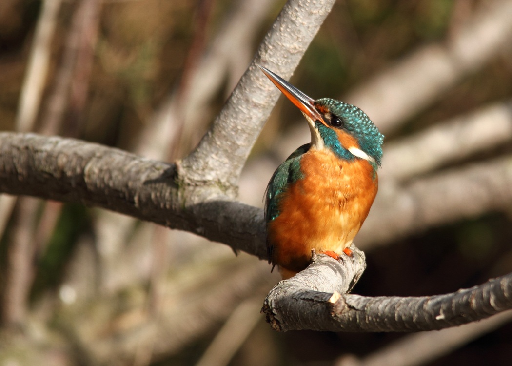 Kingfisher