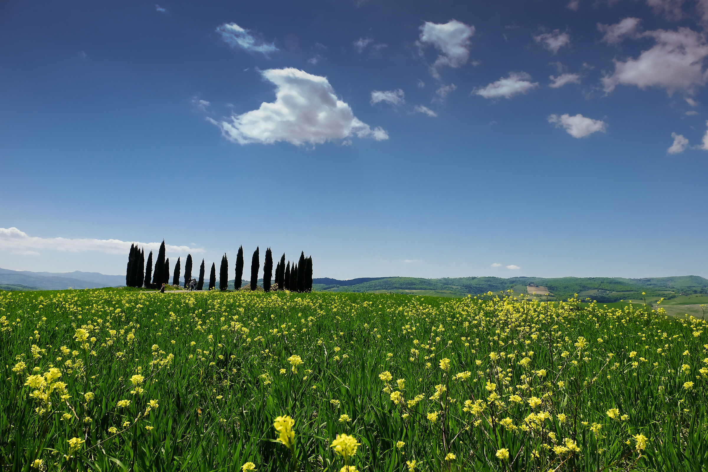 Cypress in Val d'orcia