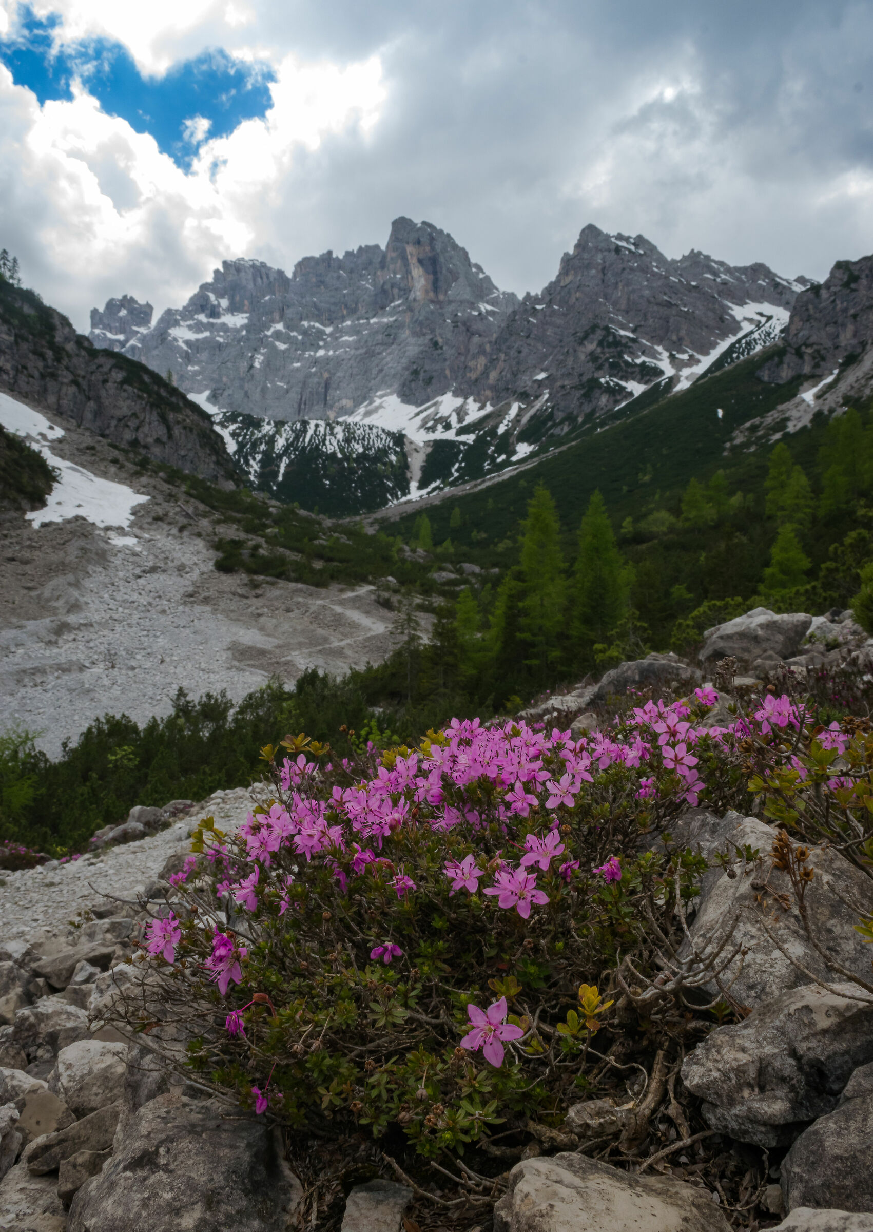 Flowers and rocks