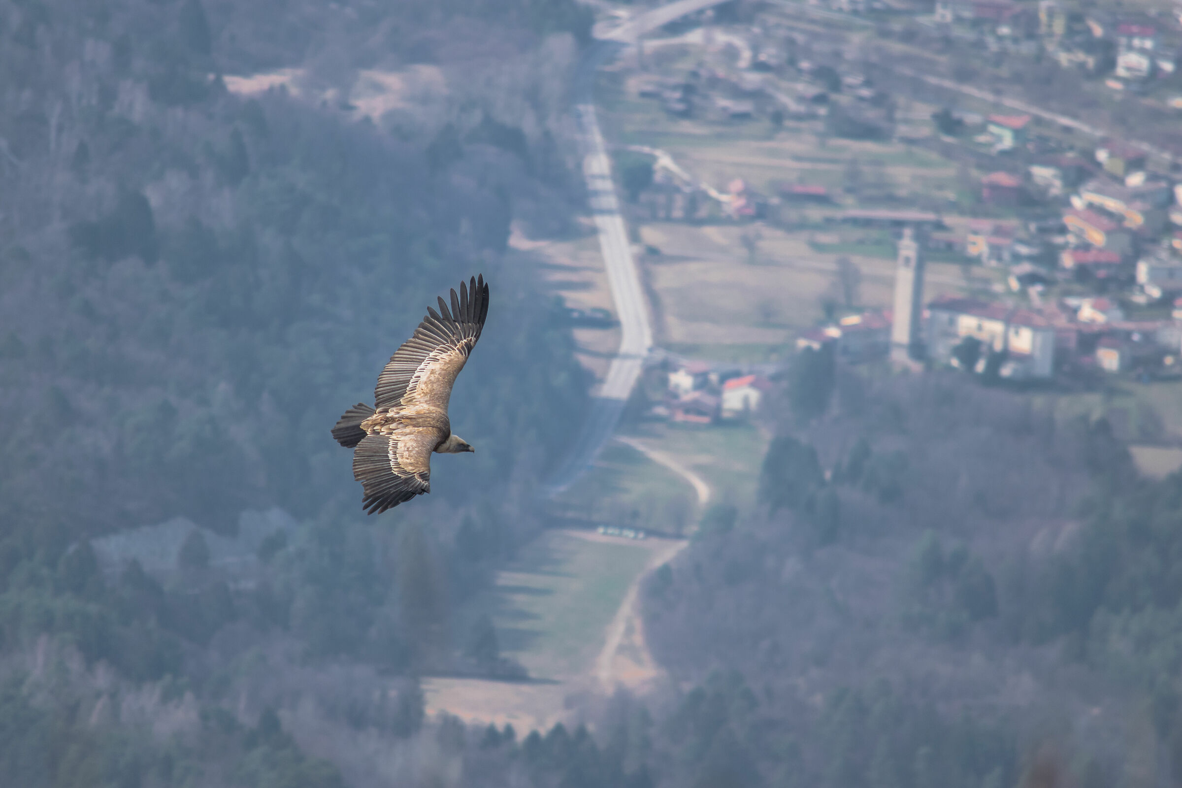 The King of The Friulian Skies