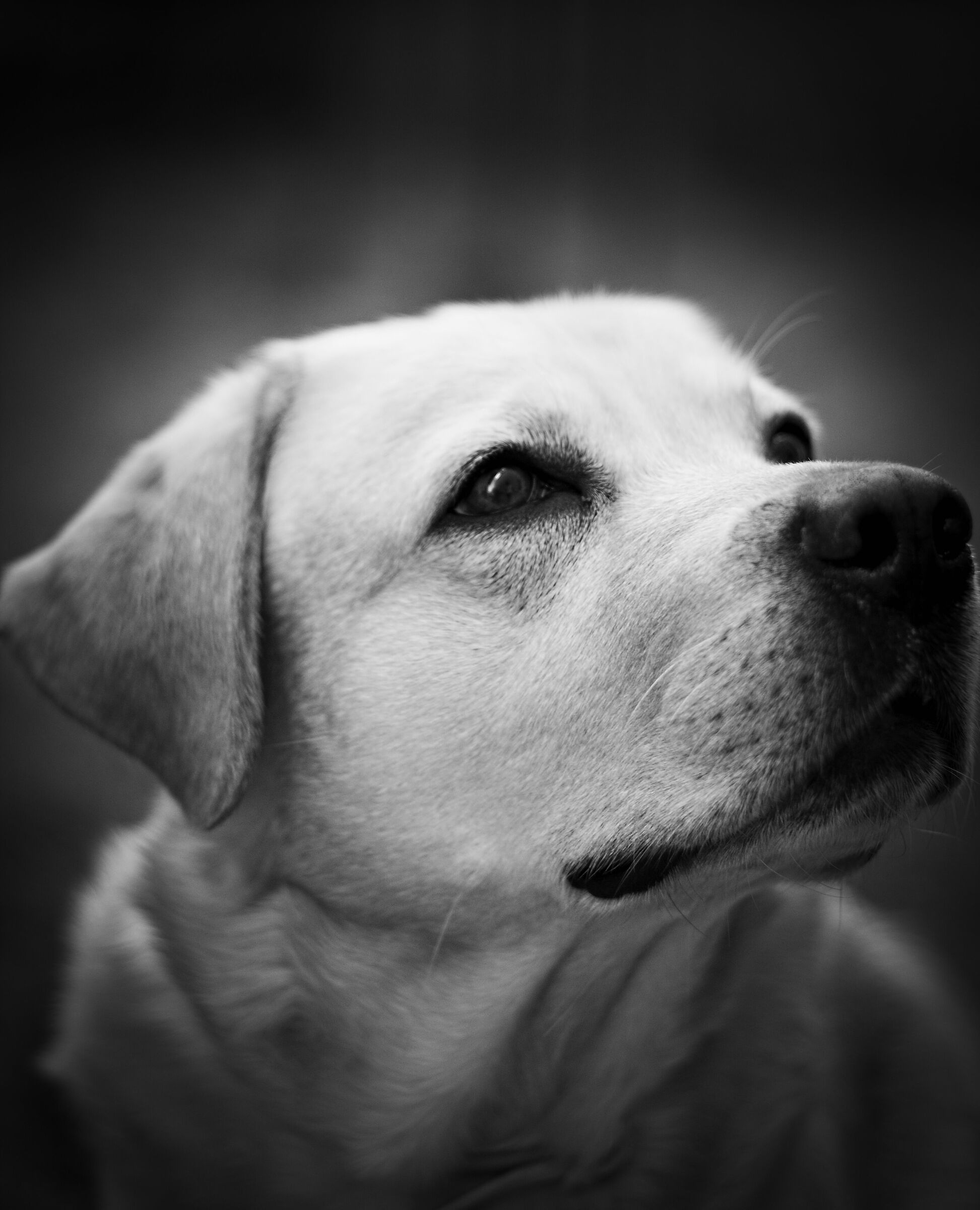 Max.... Il cucciolone