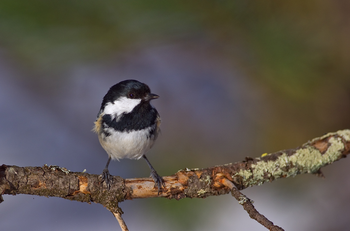 coal tit