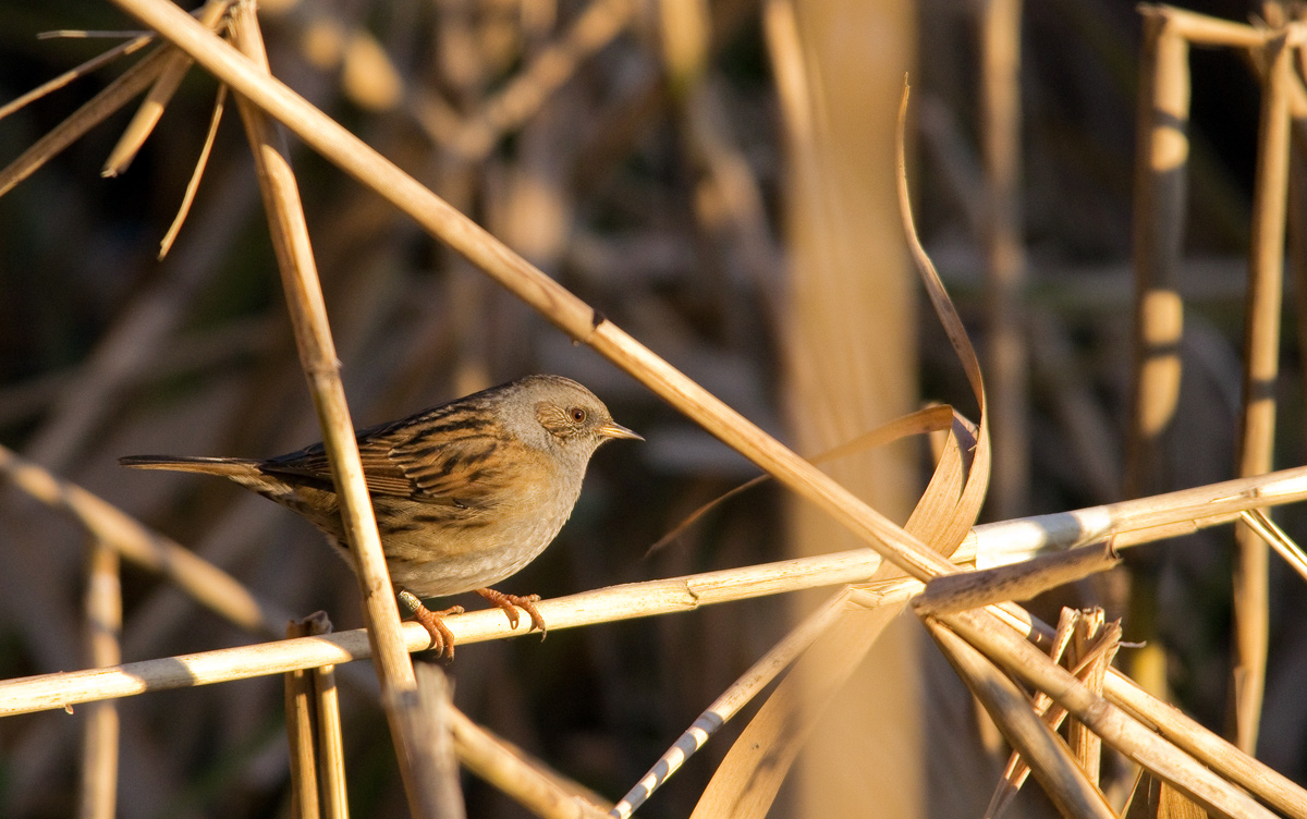 sigma 150/500, 1/1000; f8/Iso 1600