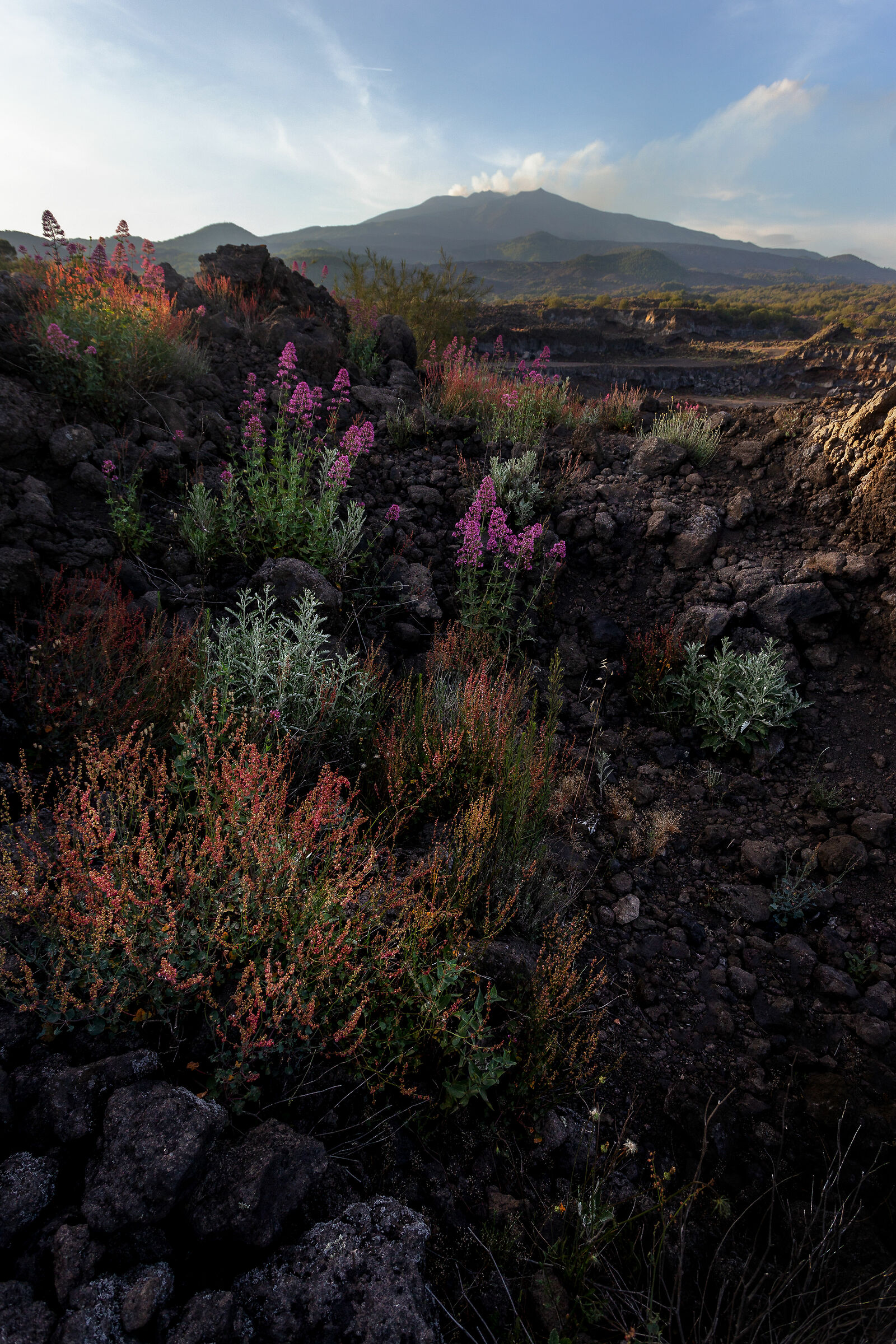 Flora of Etna