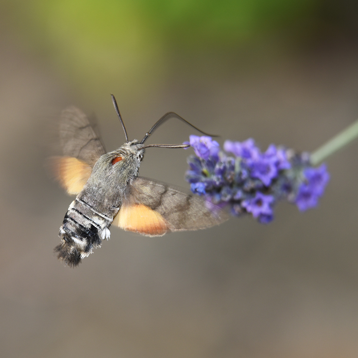 Hummingbird Hawk-moth