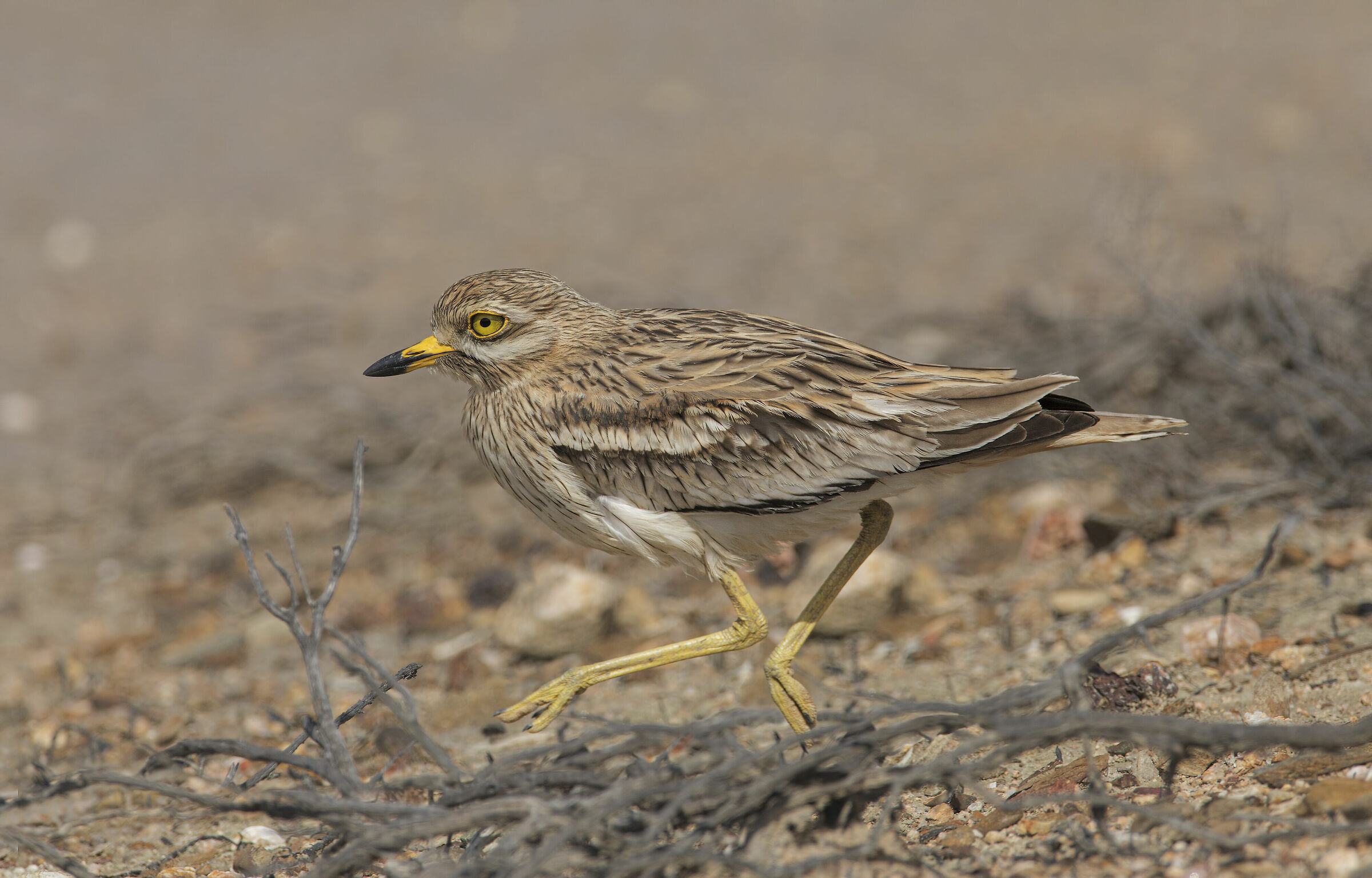 ricostruzione zampetta e terreno