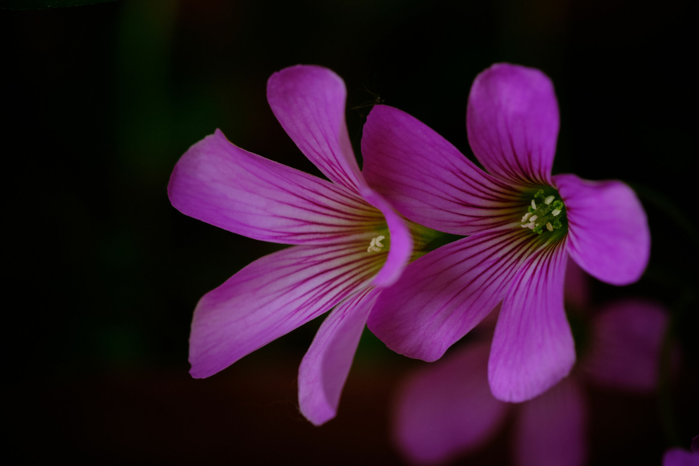 Oxalis rosy