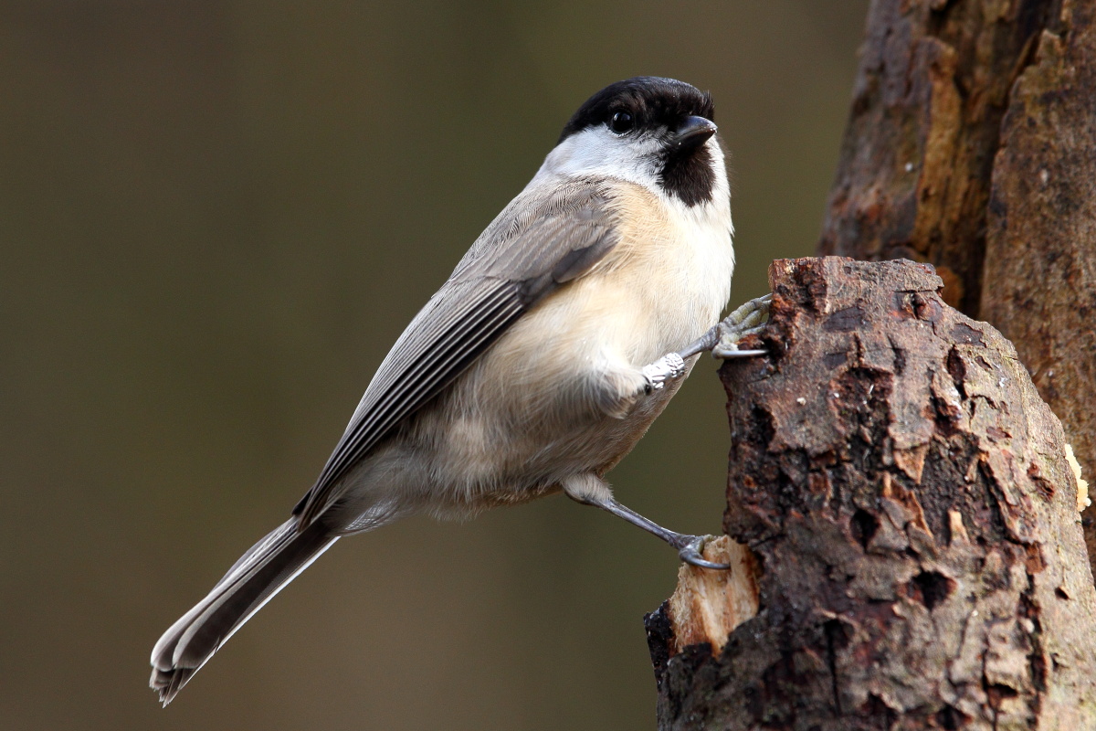 cincia bigia inanellata