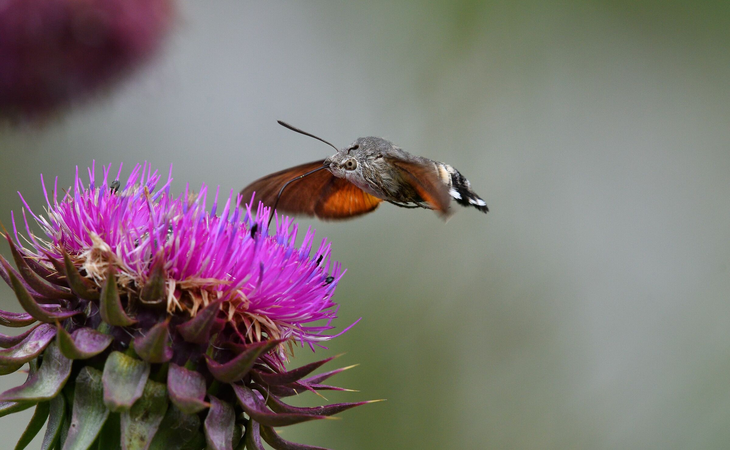 macroglossum stellatarum