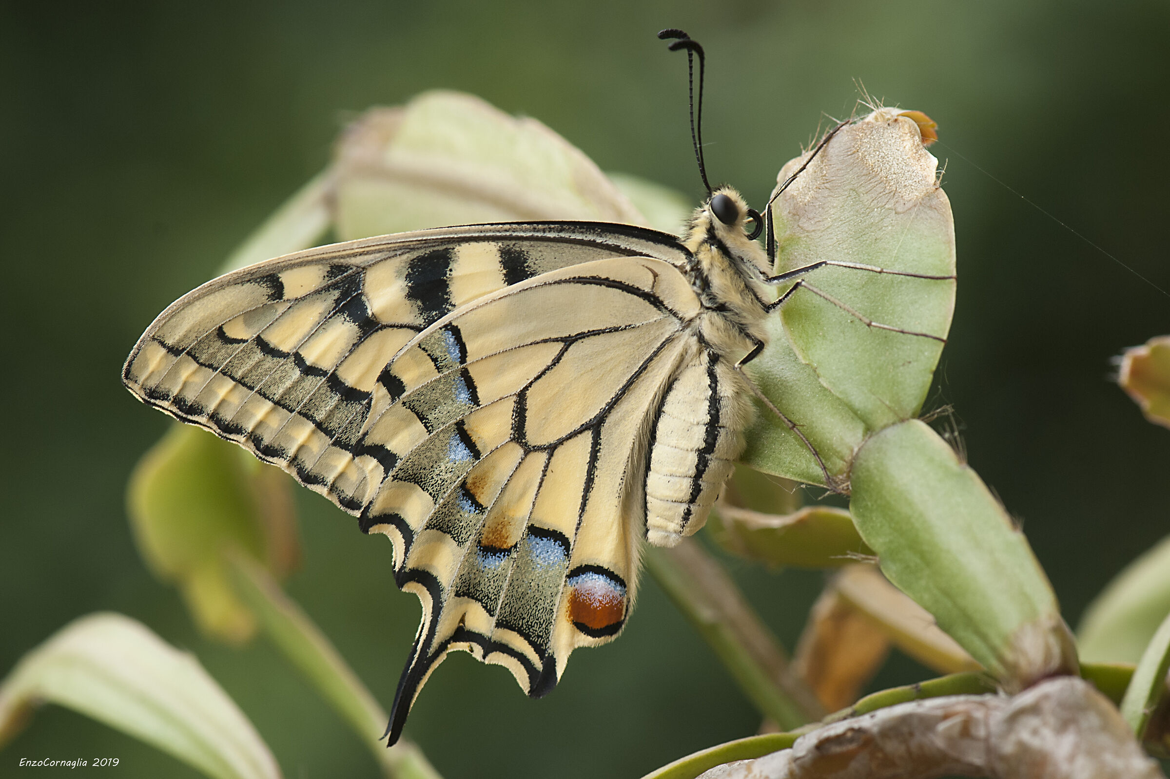 Papilio machaon