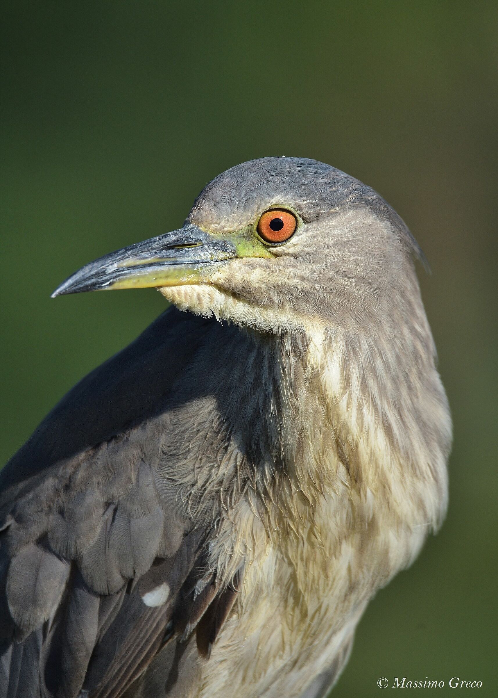 Nitticora (Nycticorax nycticorax)