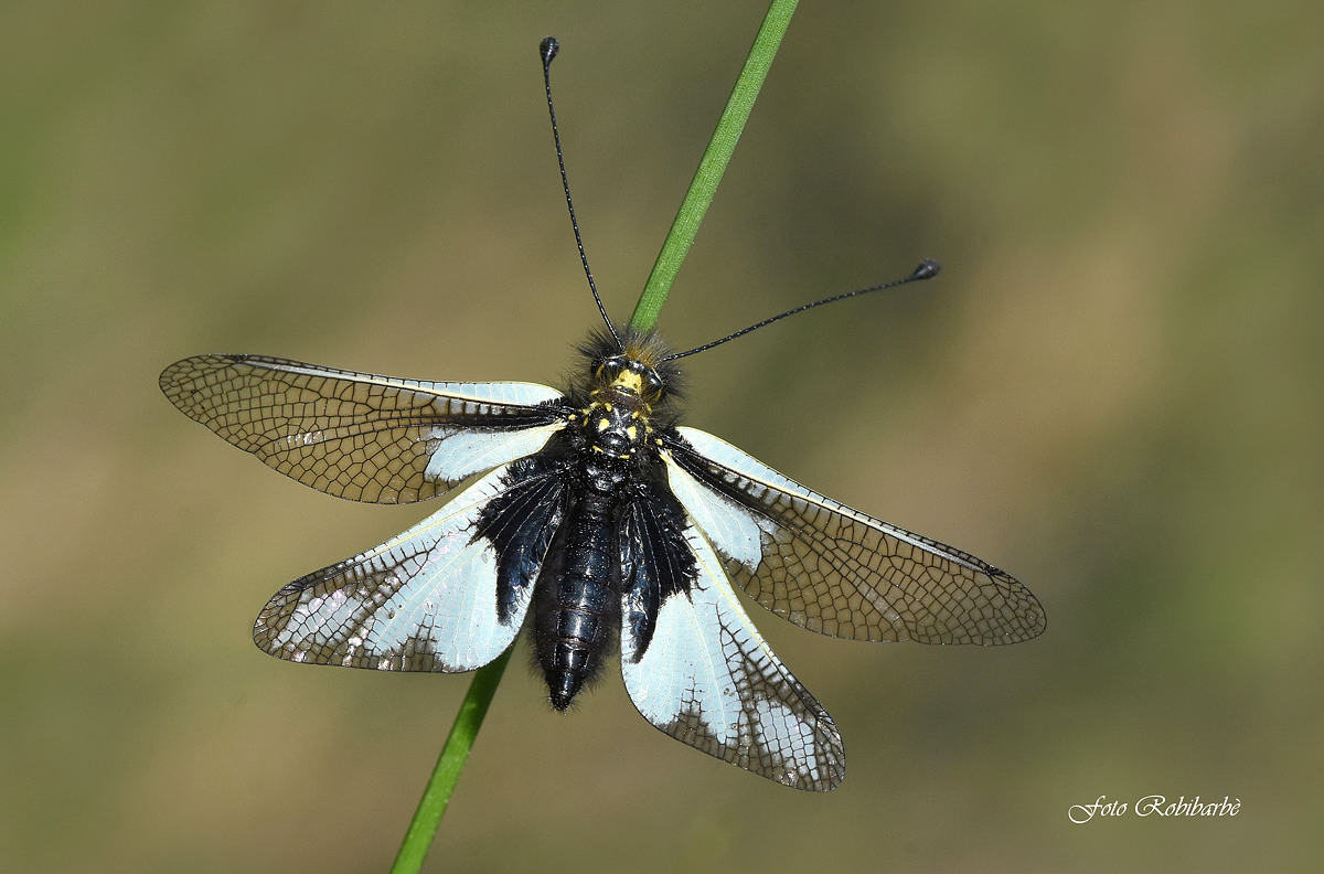 Libelloides coccajus...