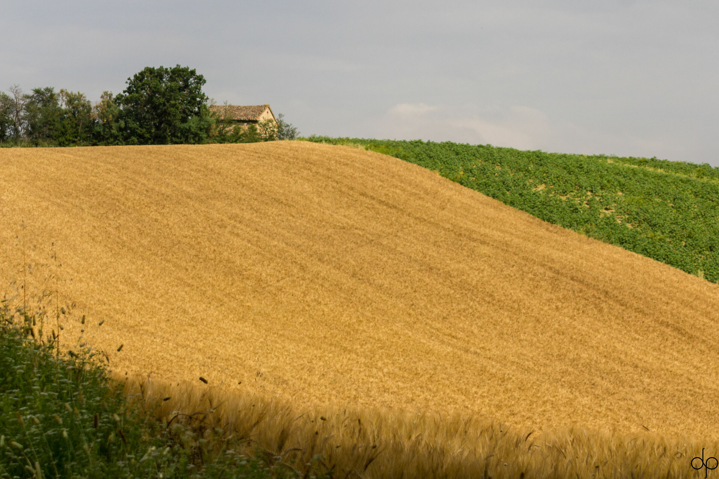 Campagna marchigiana