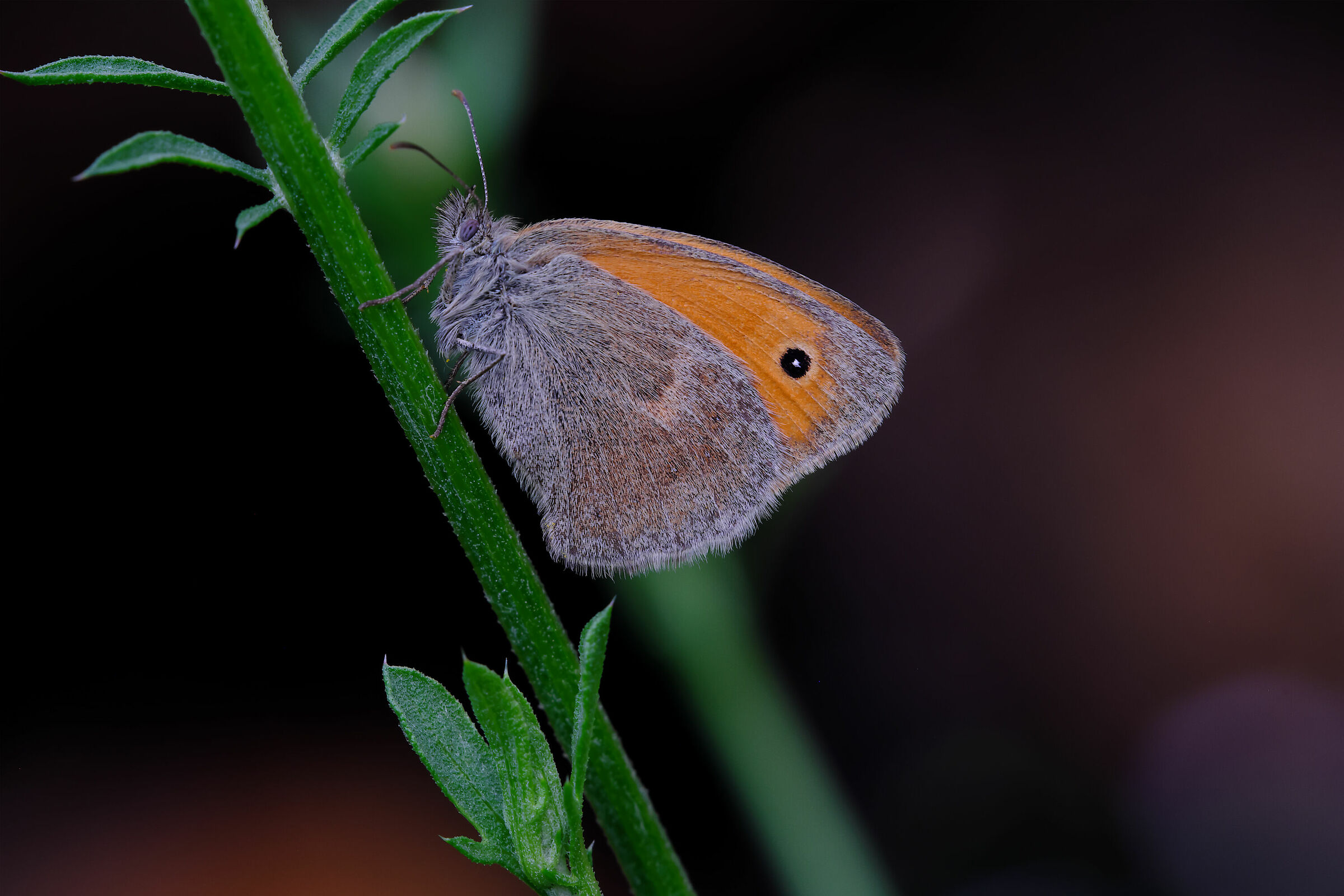 at the fall of darkness