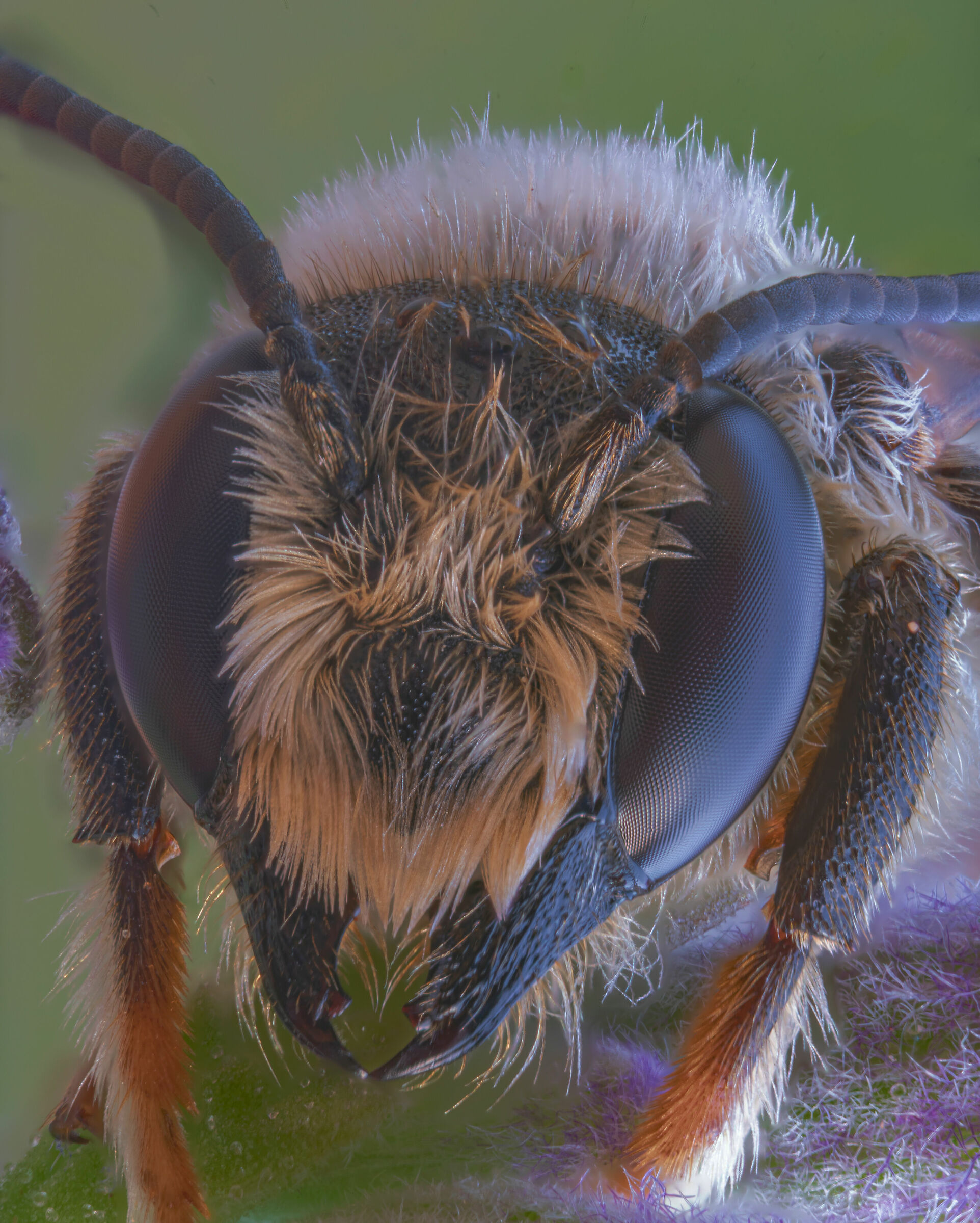 unidentified insecity head