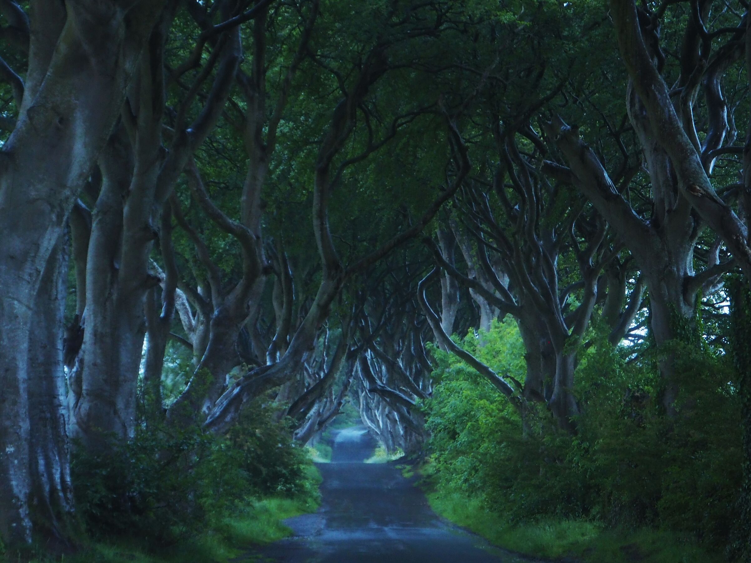 The dark hedges