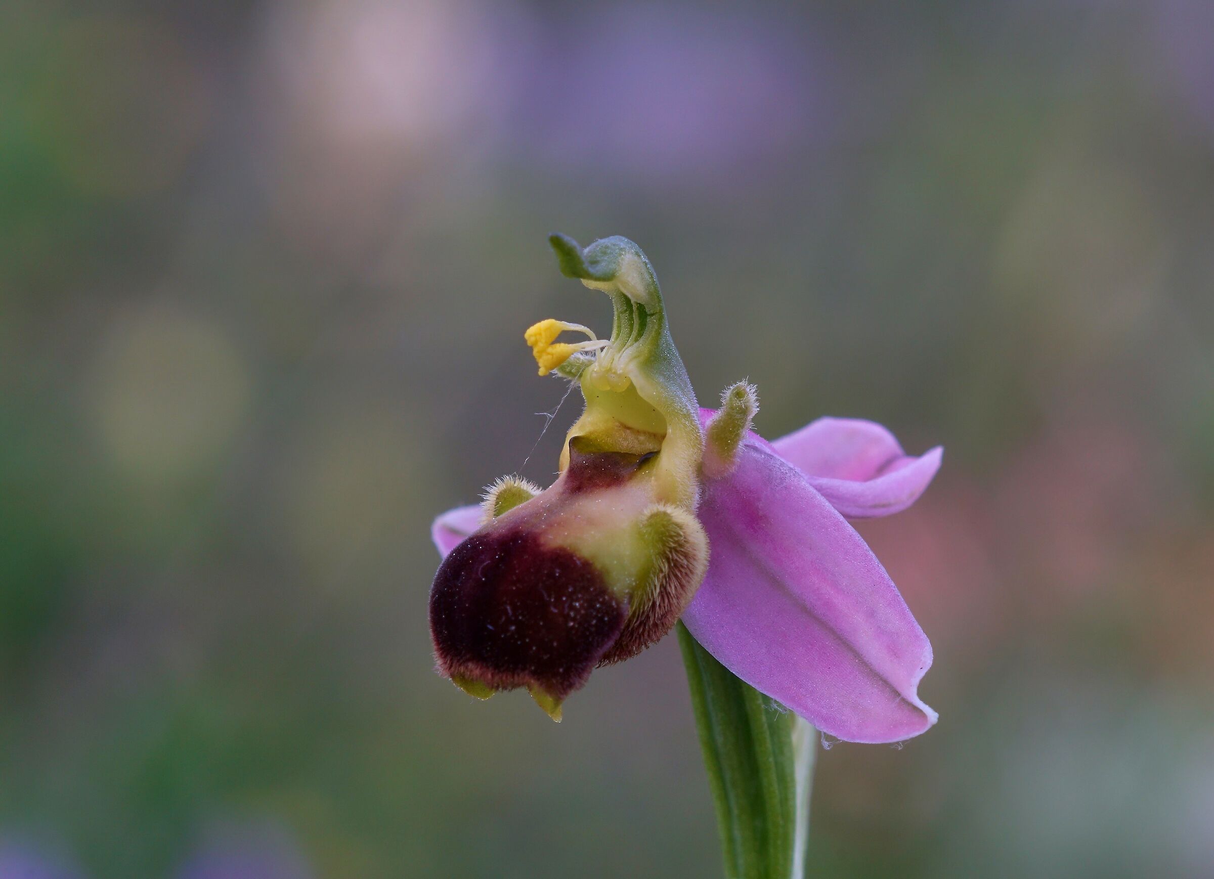Ophrys apifera var. bicolor