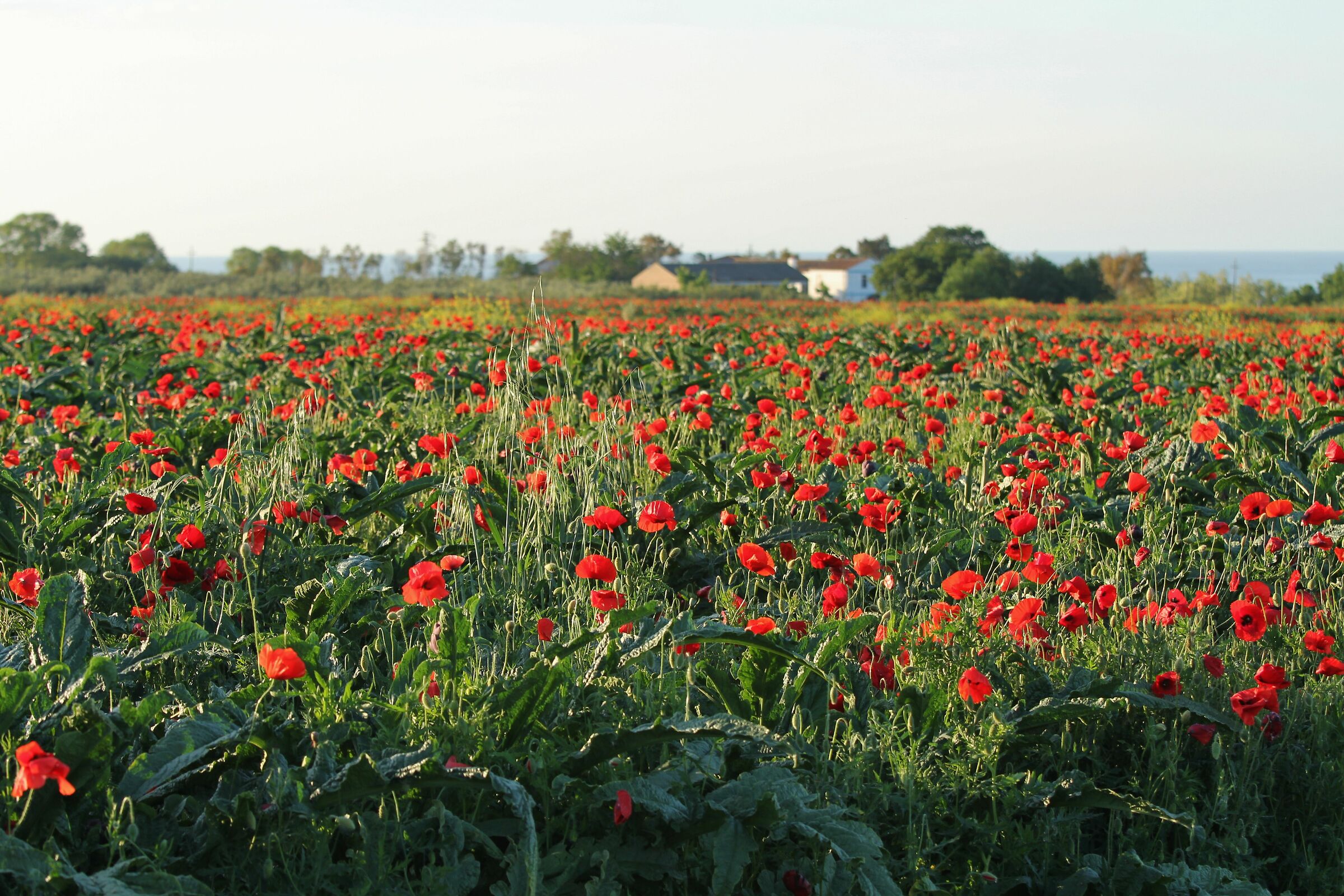 A thousand red poppies