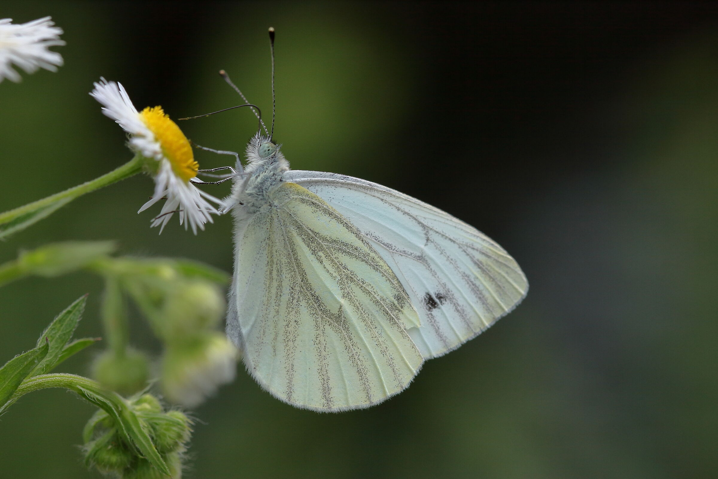 butterfly that pastes