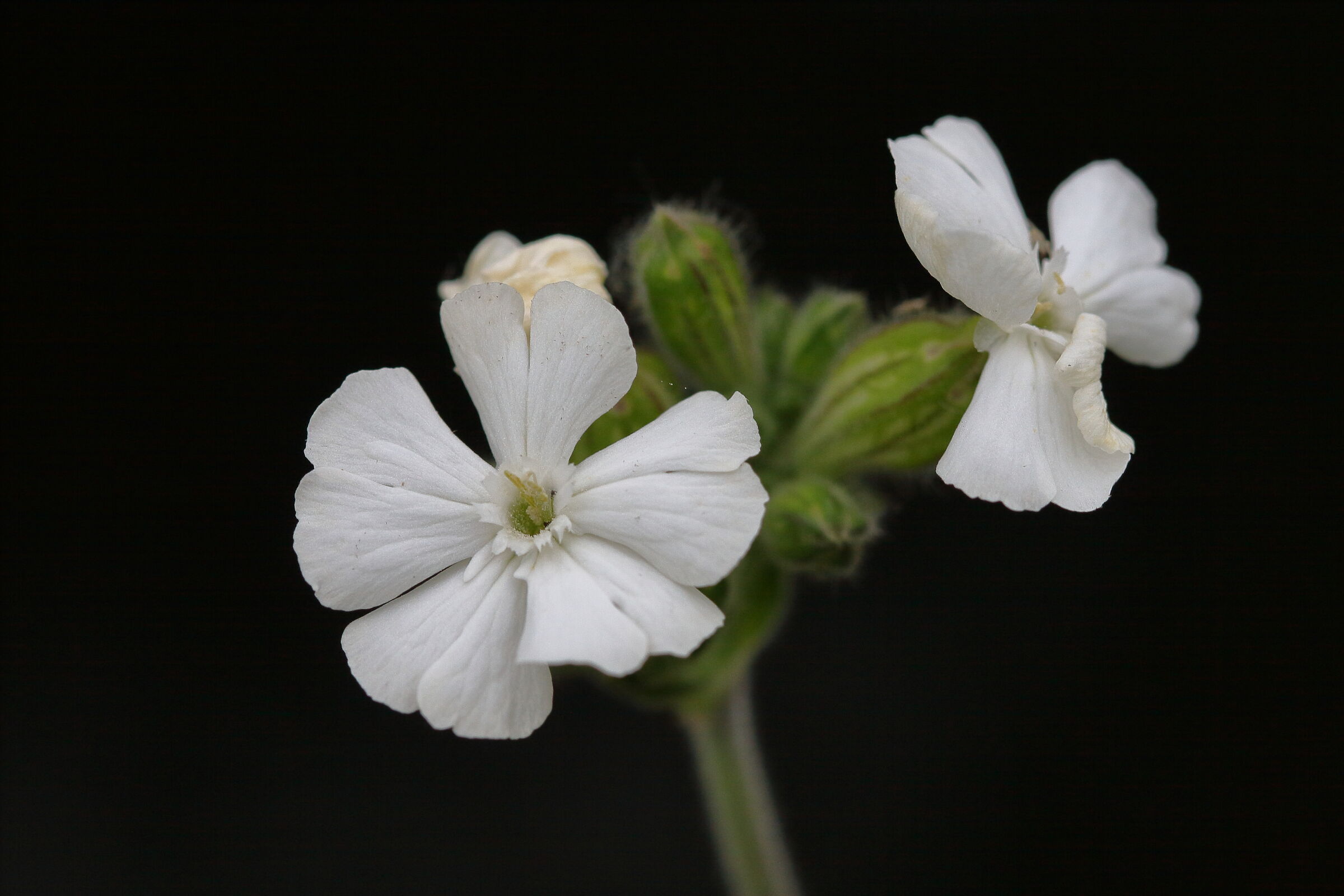 flowers along the river