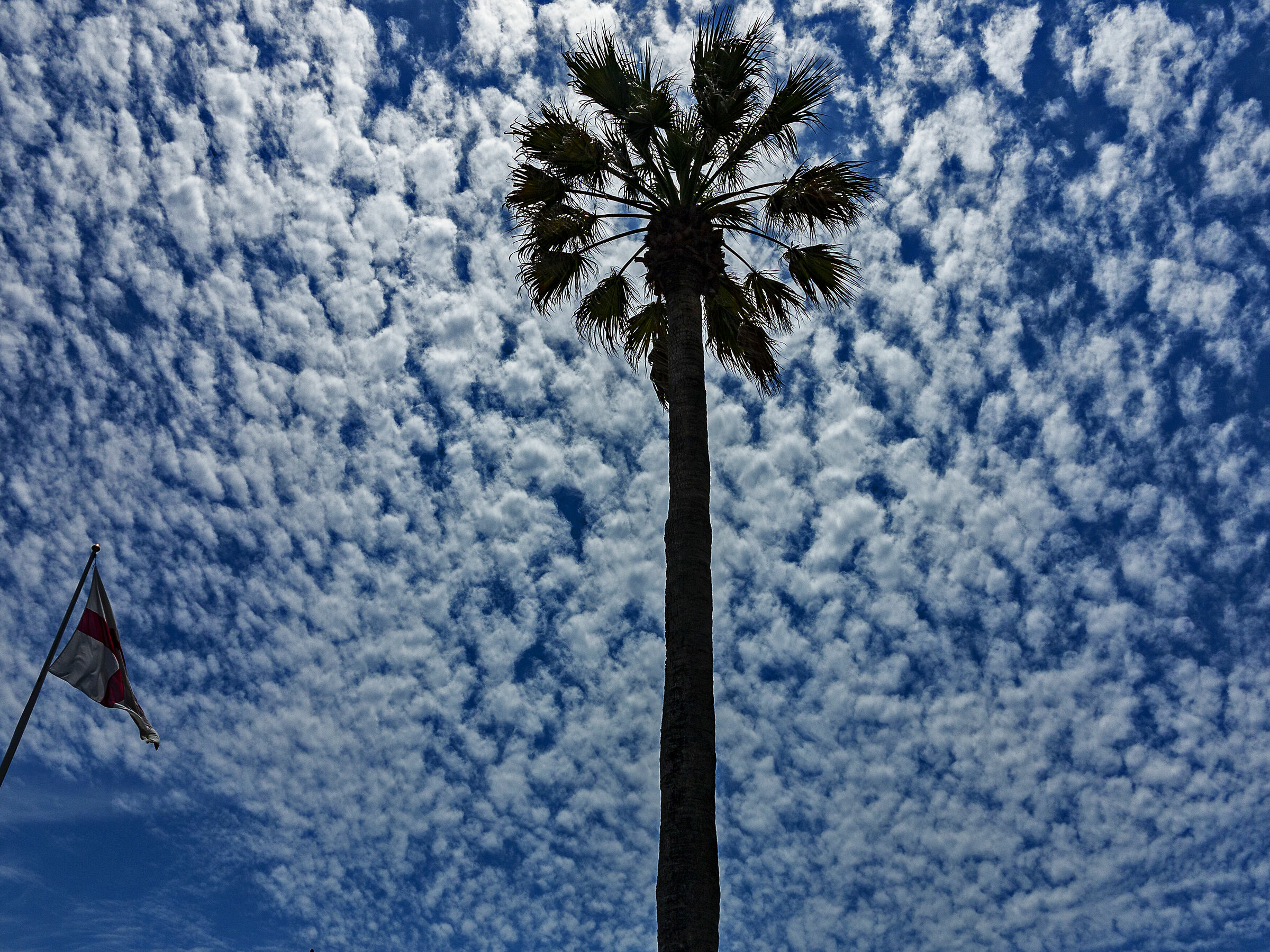 The palm tree