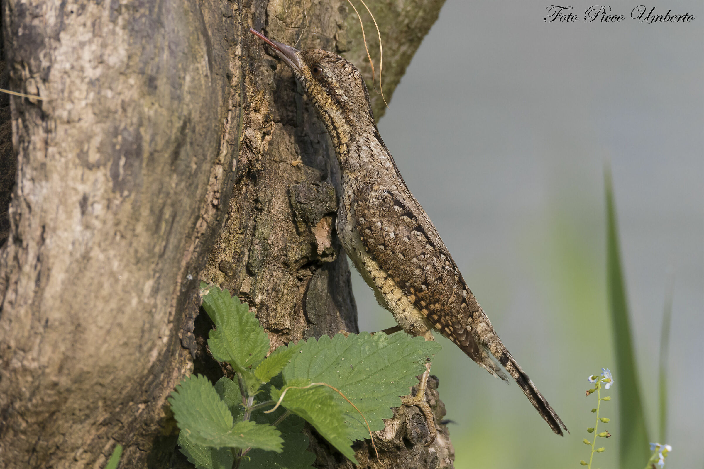 torcicollo a caccia di formiche