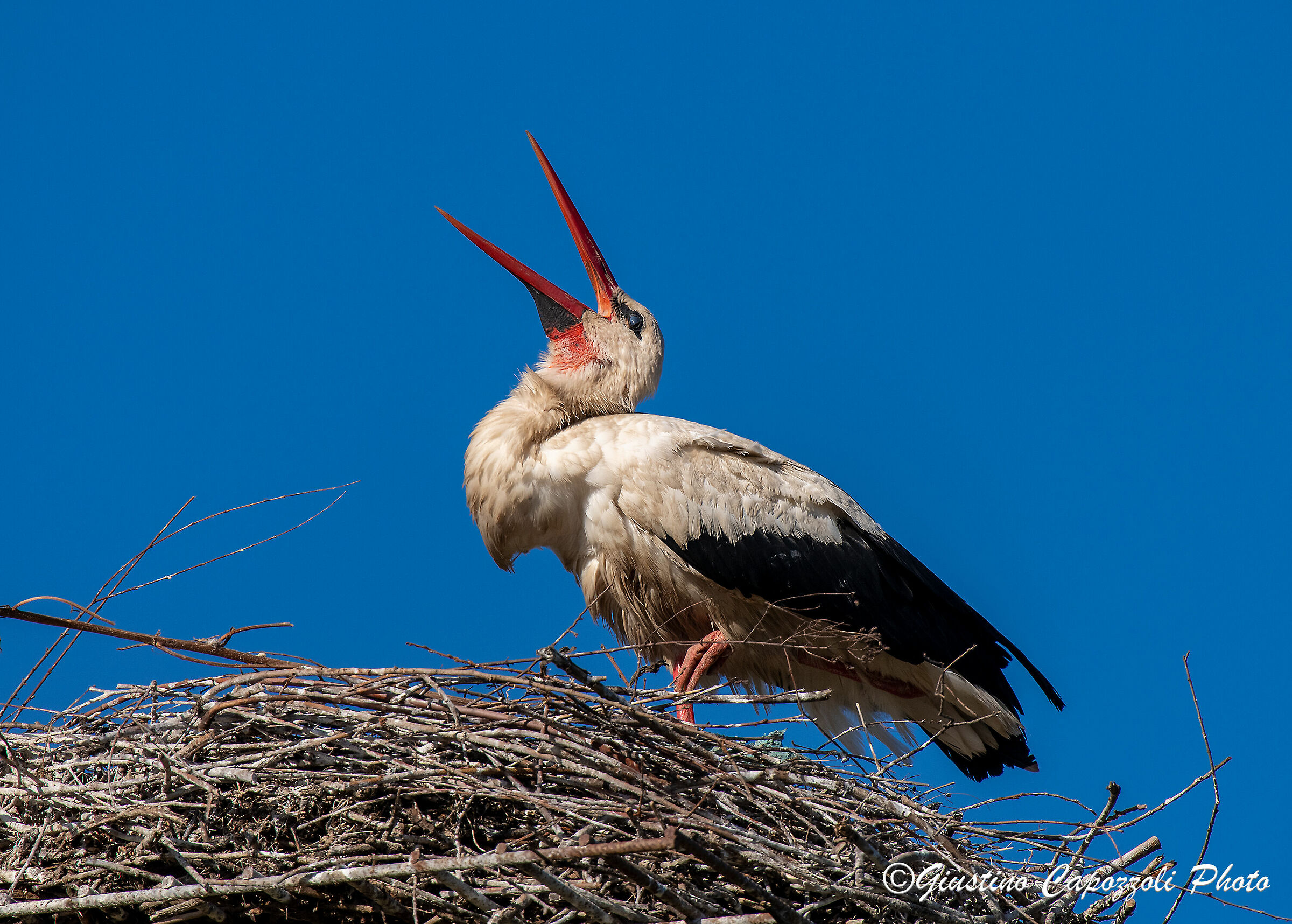 the stork