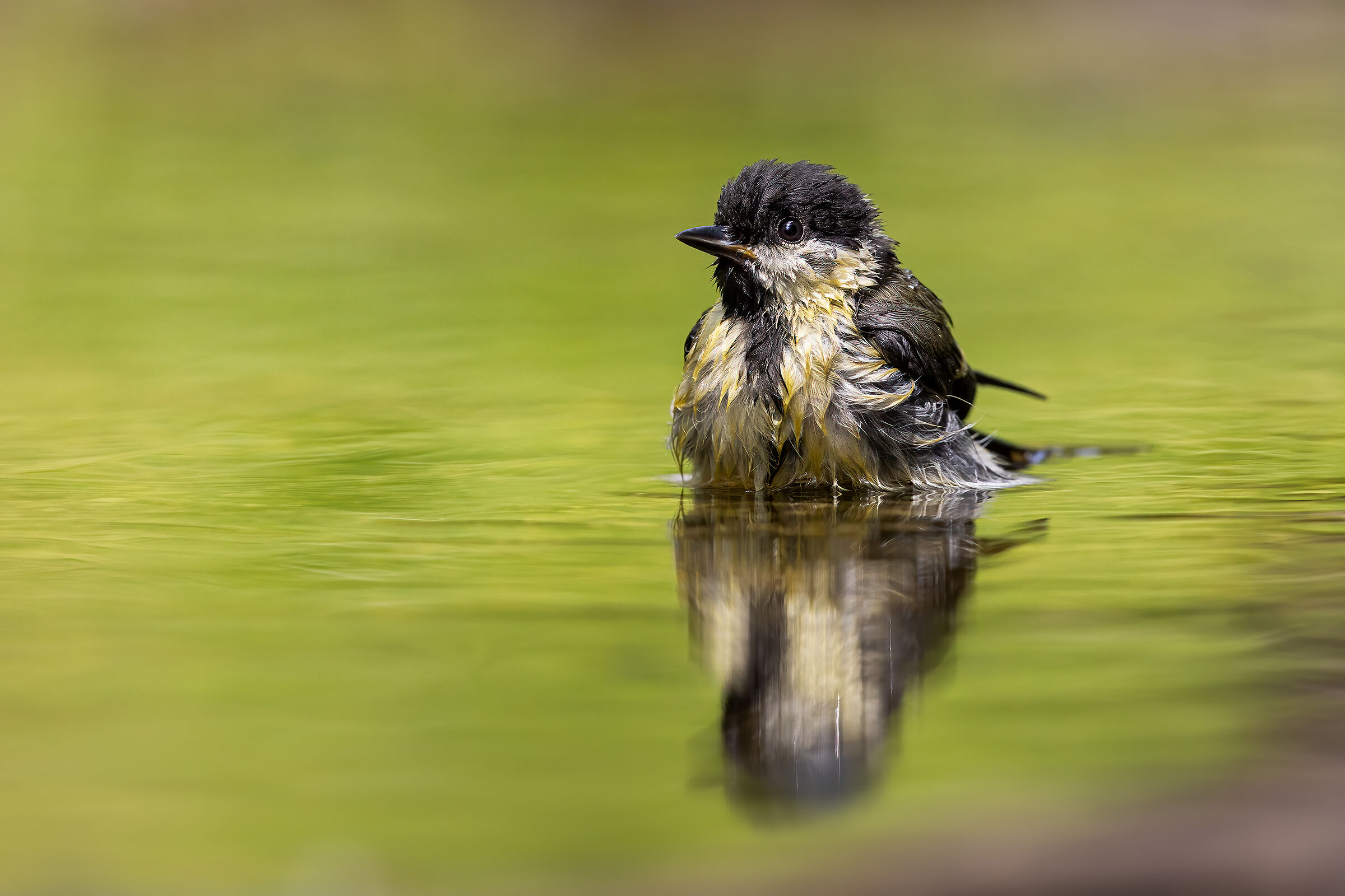 Ciciallegra to "spring"